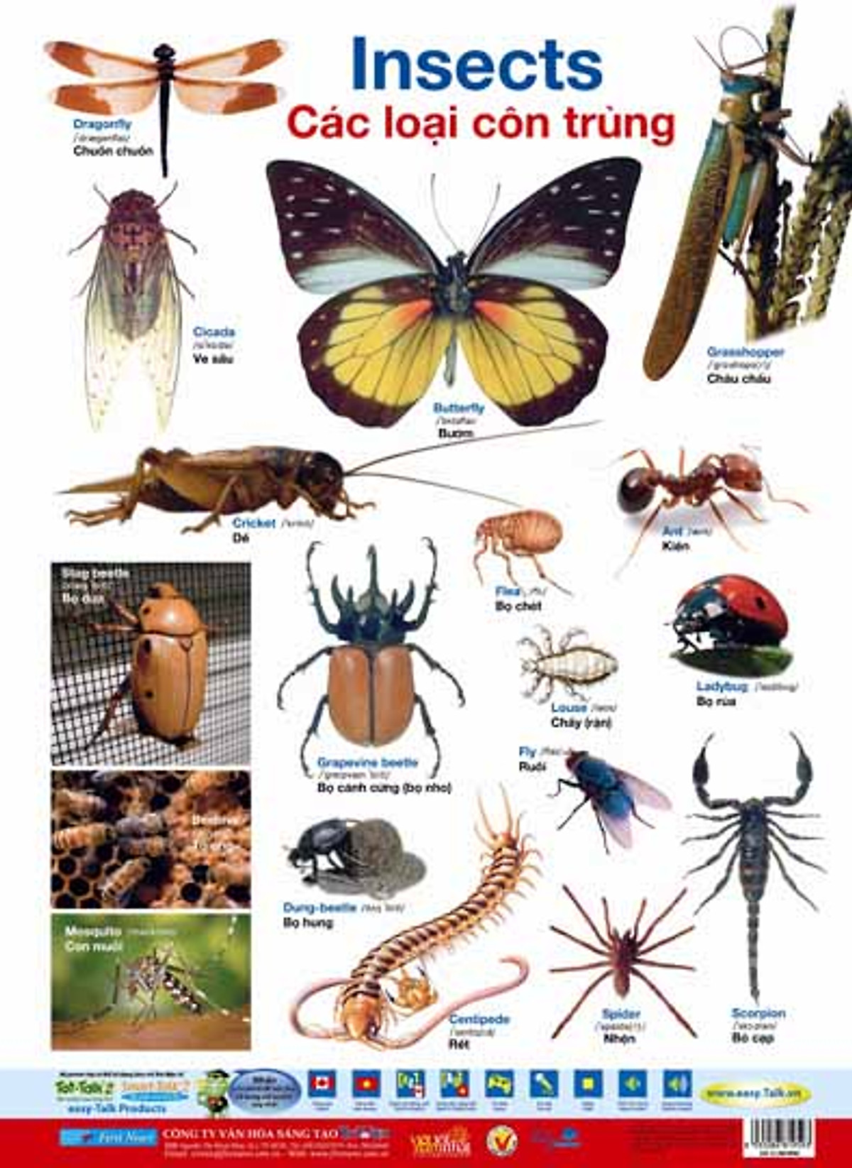 Poster 2 Mặt - Các Loại Côn Trùng + Loài Bò Sát