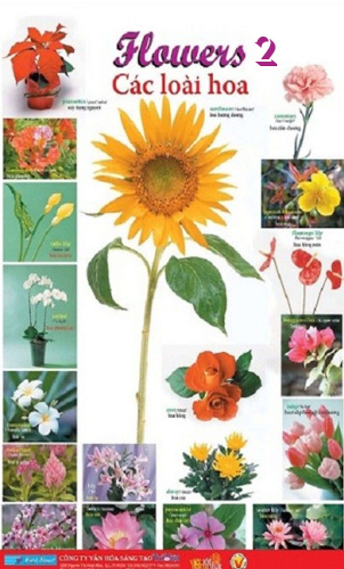 Poster Lớn - Flowers 2: Các Loài Hoa