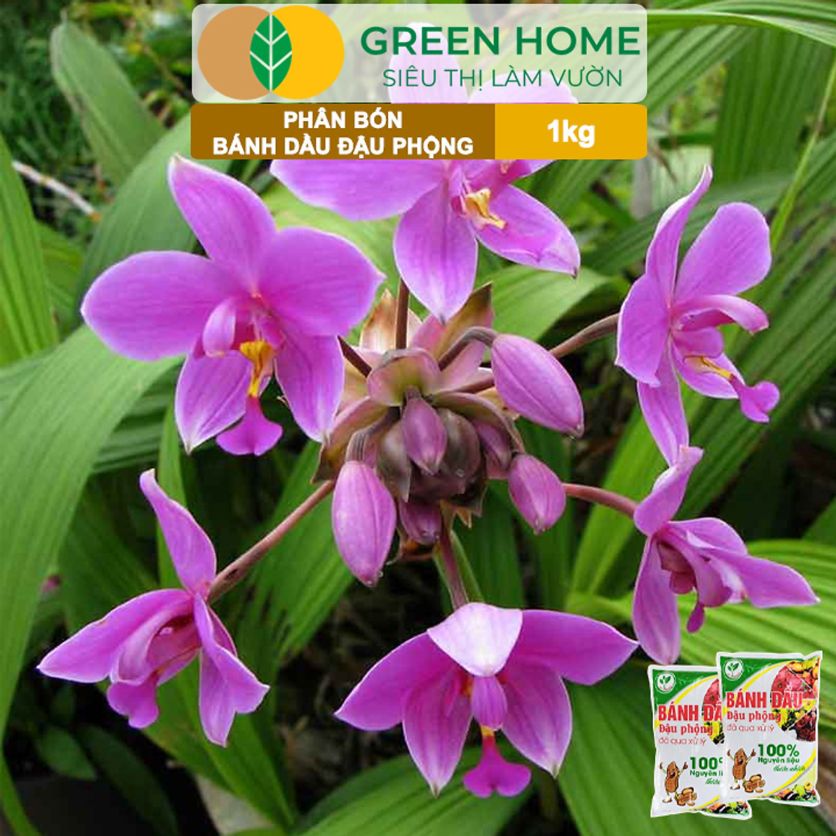Bánh Dầu Đậu Phộng Greenhome, Bao 1kg, Phân Bón Hữu Cơ Hàm Lượng Đạm Cao, Chuyên Hoa, Rau, Củ, Quả, Kiểng