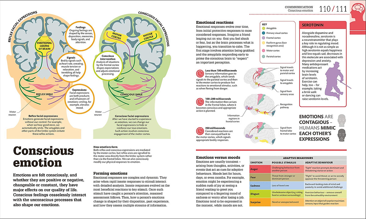 How The Brain Works: The Facts Visually Explained (How It Works)