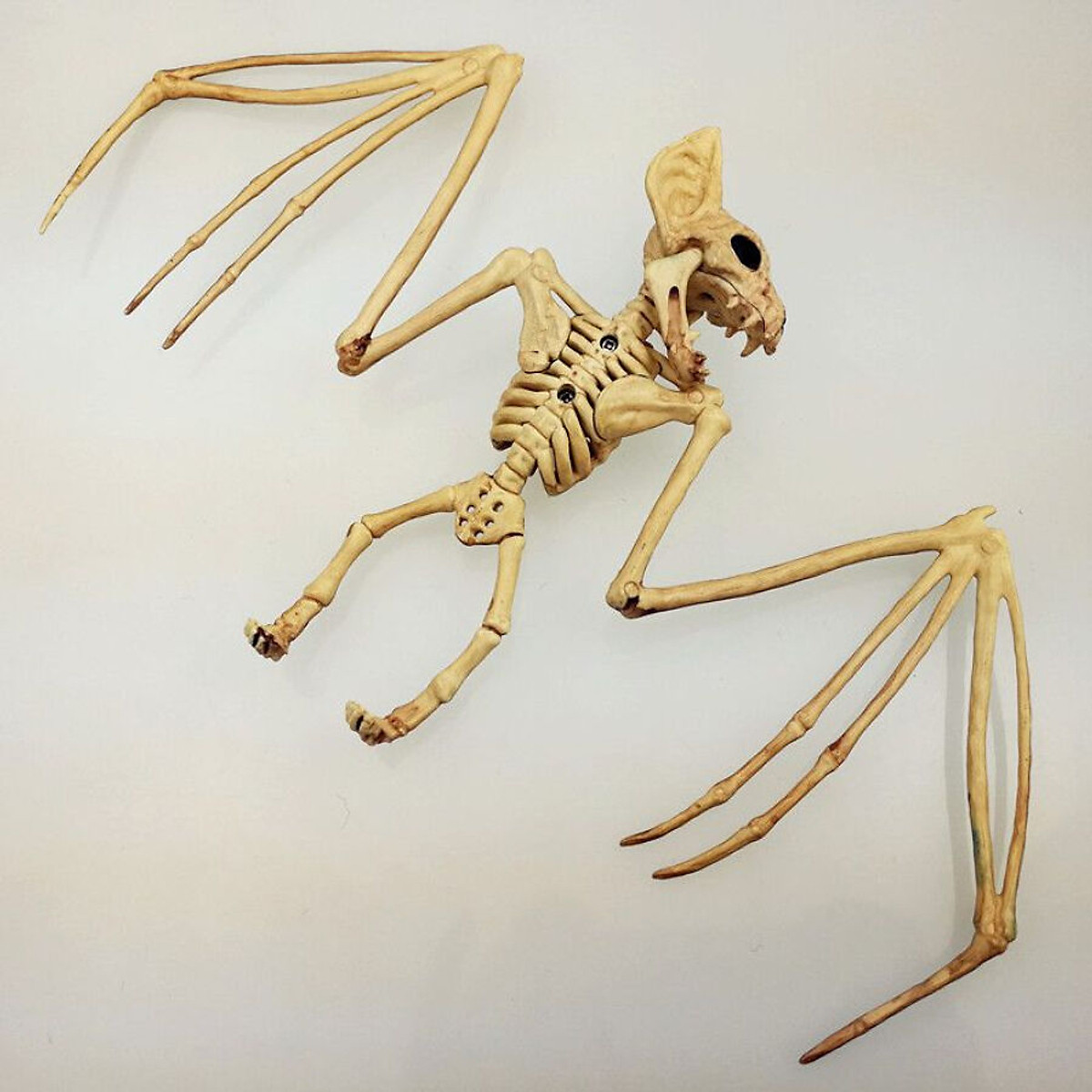 Mua Animal Skeleton Model Bat/Spider/Scorpion/Lizard Bones Halloween Party  Decoration
