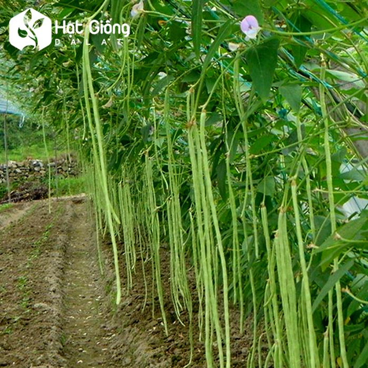 Cách trồng cây đậu đũa an toàn cho hộ gia đình  KhoaHoctv