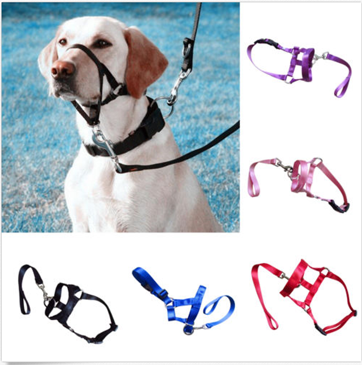 halter leash
