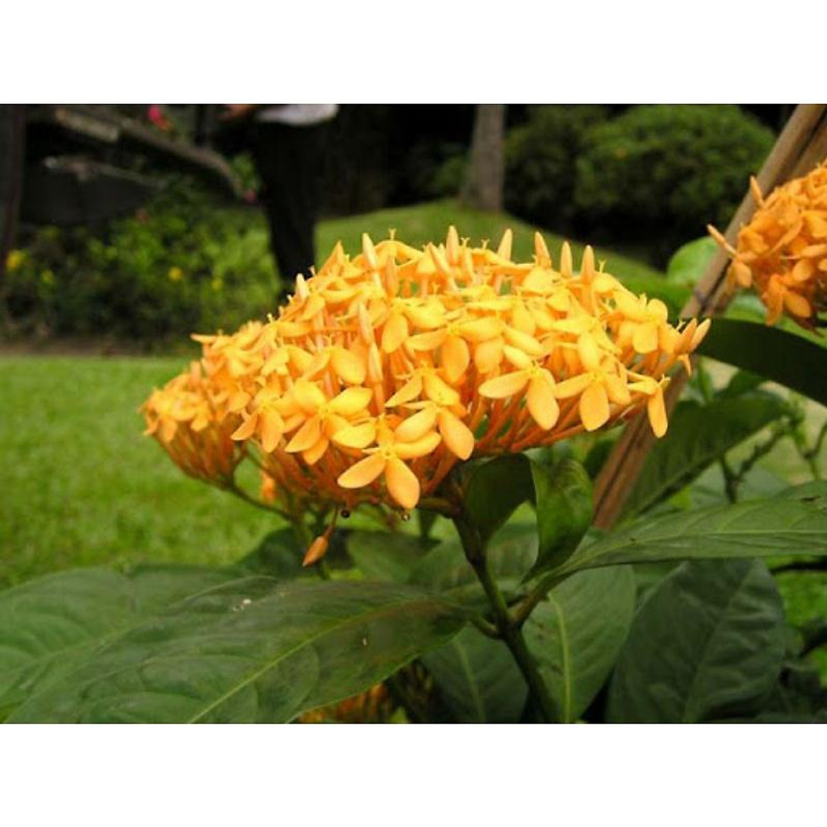 CÂY HOA MẪU ĐƠN HOA VÀNG (ảnh tự chụp) - Cây cảnh