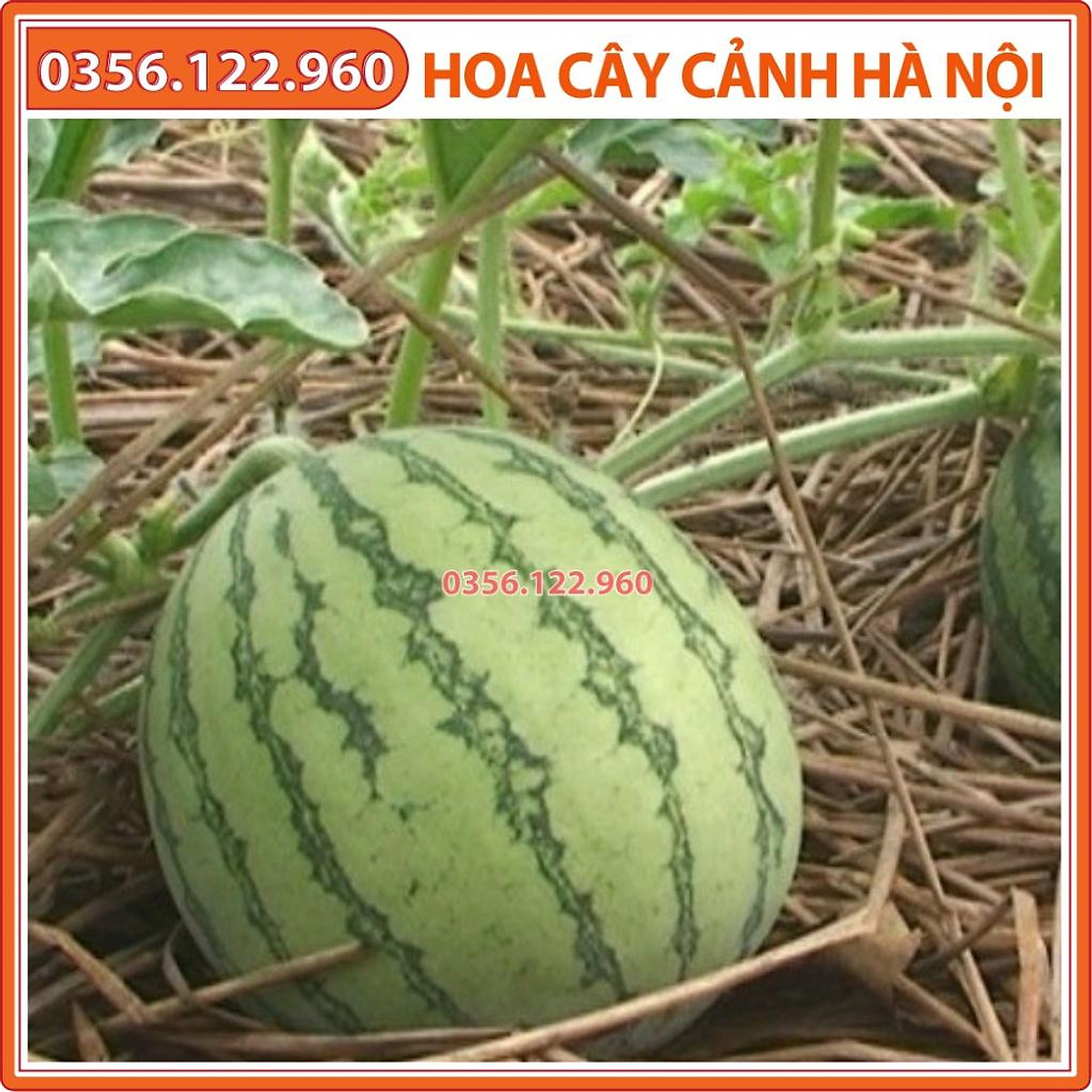 Hạt giống dưa hấu F1 siêu ngọt cao sản - gói 20 hạt - Shop hoa cây ...