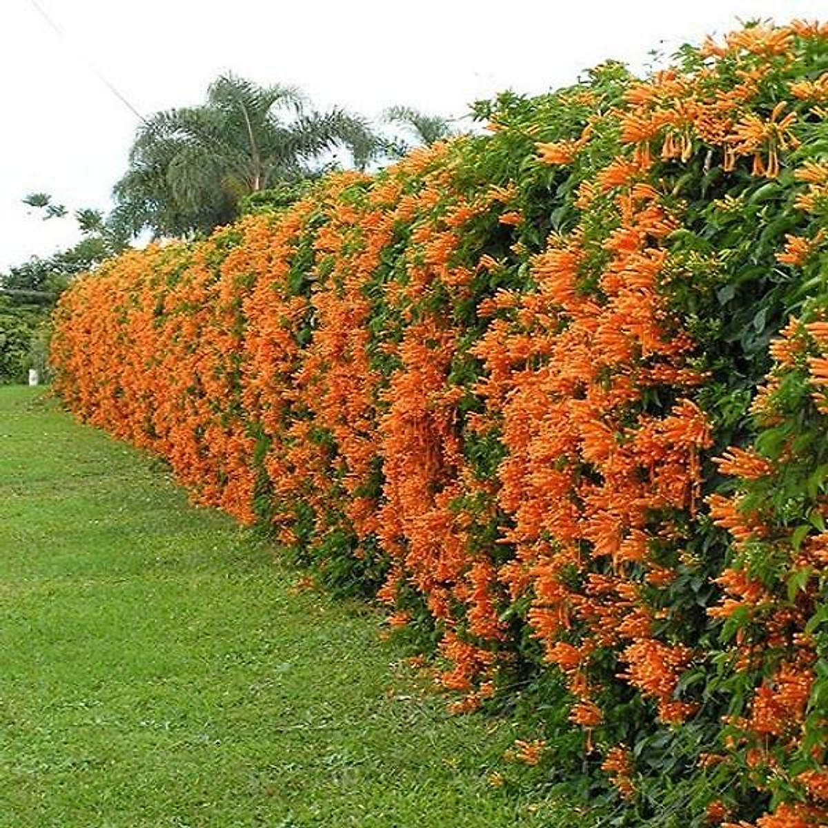 Cây Giống Hoa Leo Chùm Ớt (Hoa Leo Rạng Đông, Hoa Lửa ) | Tiki