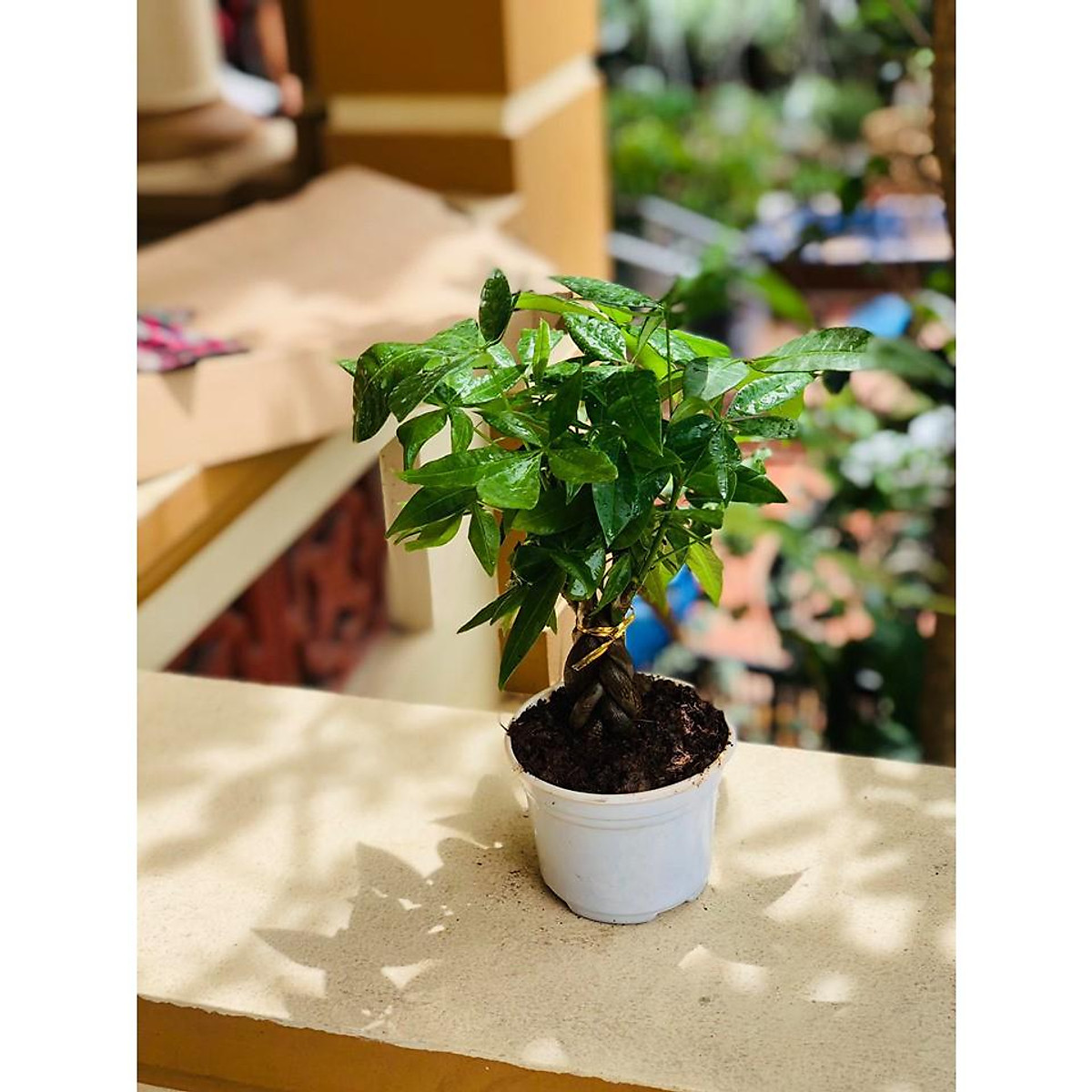 Cây kim ngân bonsai thắt bím - Cây cảnh