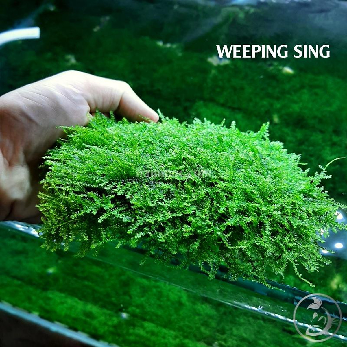 Rêu Weeping Sing | Một Trong Những Loại Rêu Đẹp, Ưa Chuộng Nhất ...