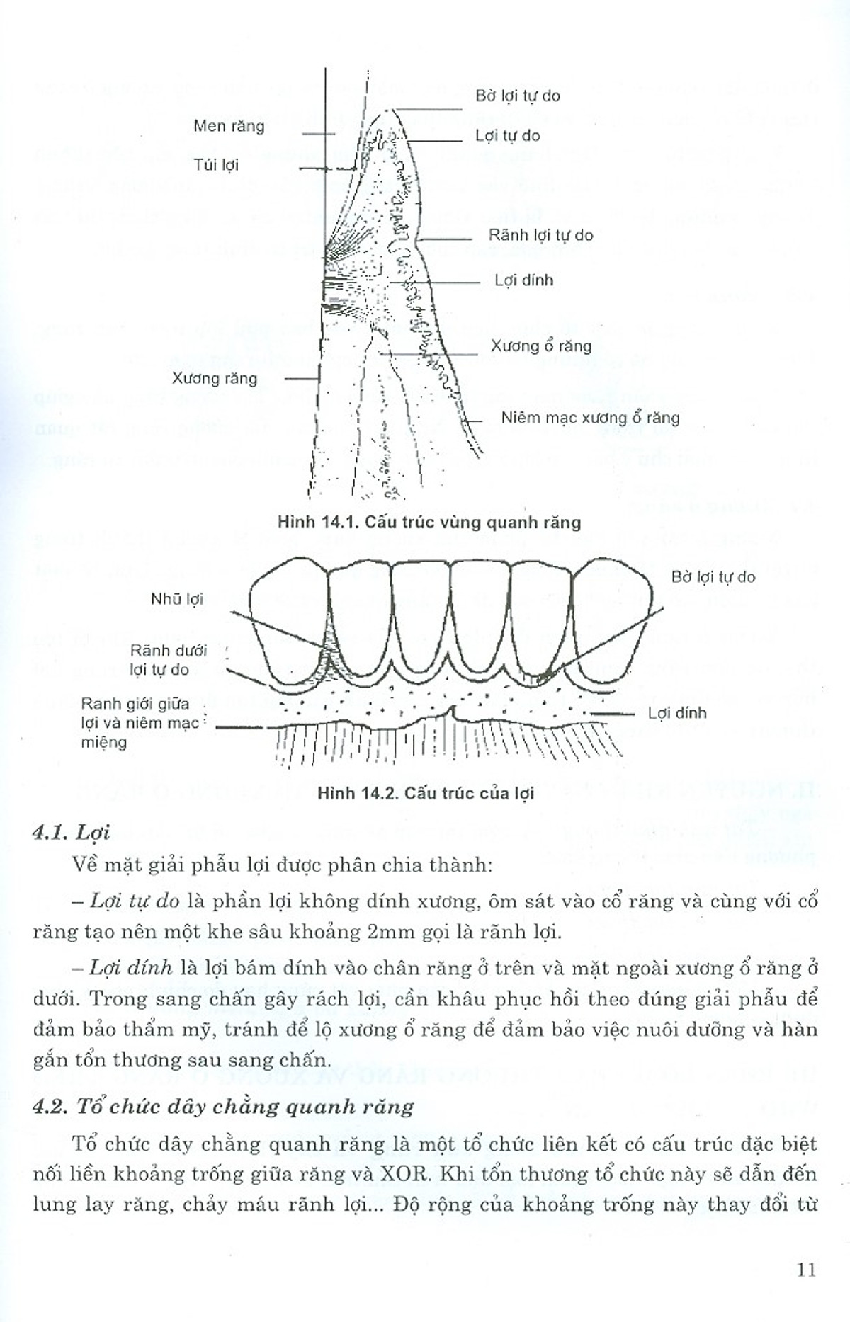 Phẫu Thuật Trong Miệng - Tập 2 (Dùng Cho Sinh Viên Chuyên Khoa Răng Hàm Mặt