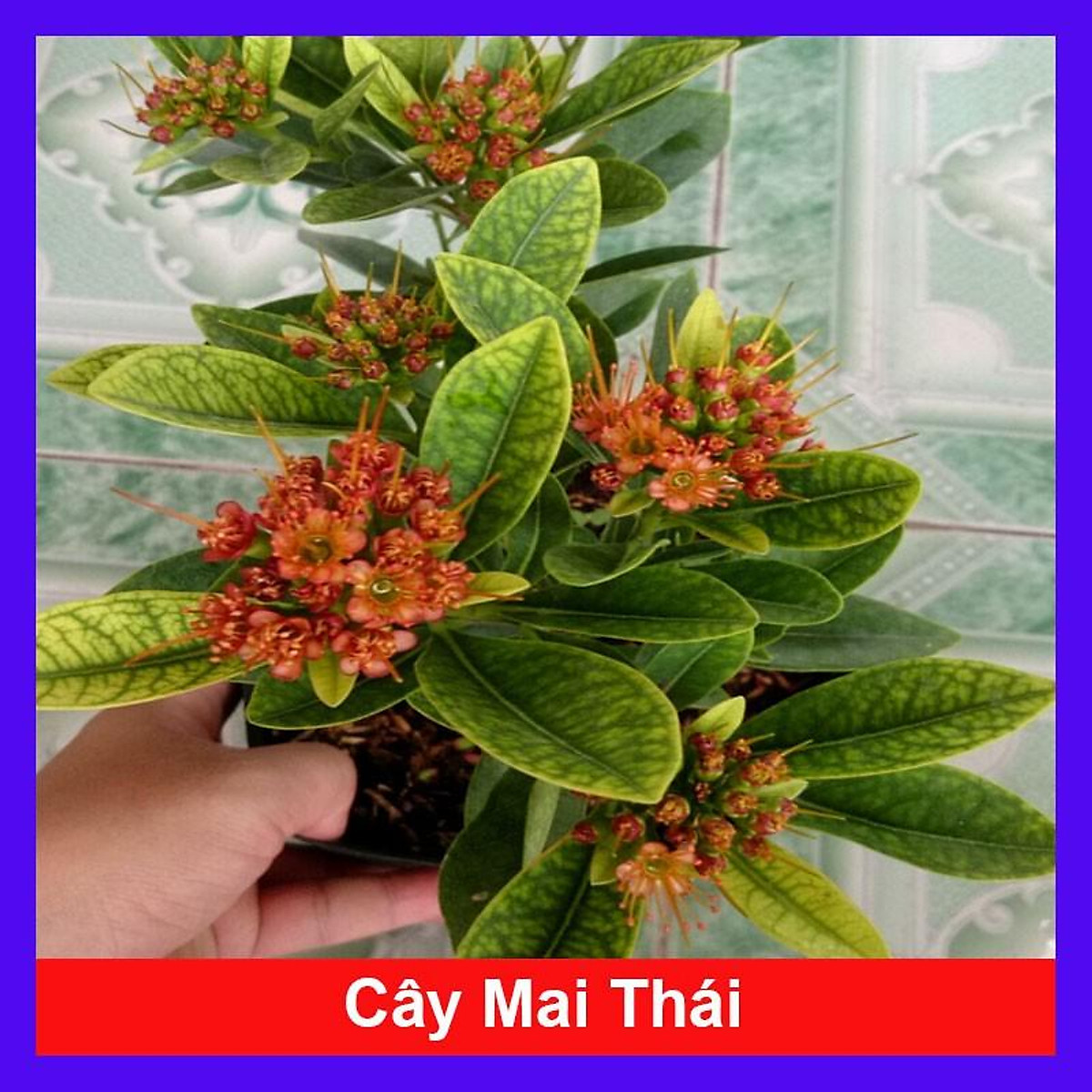 Cây Mai Thái - Cây cảnh sân vườn + tặng phân bón cho cây - Cây cảnh