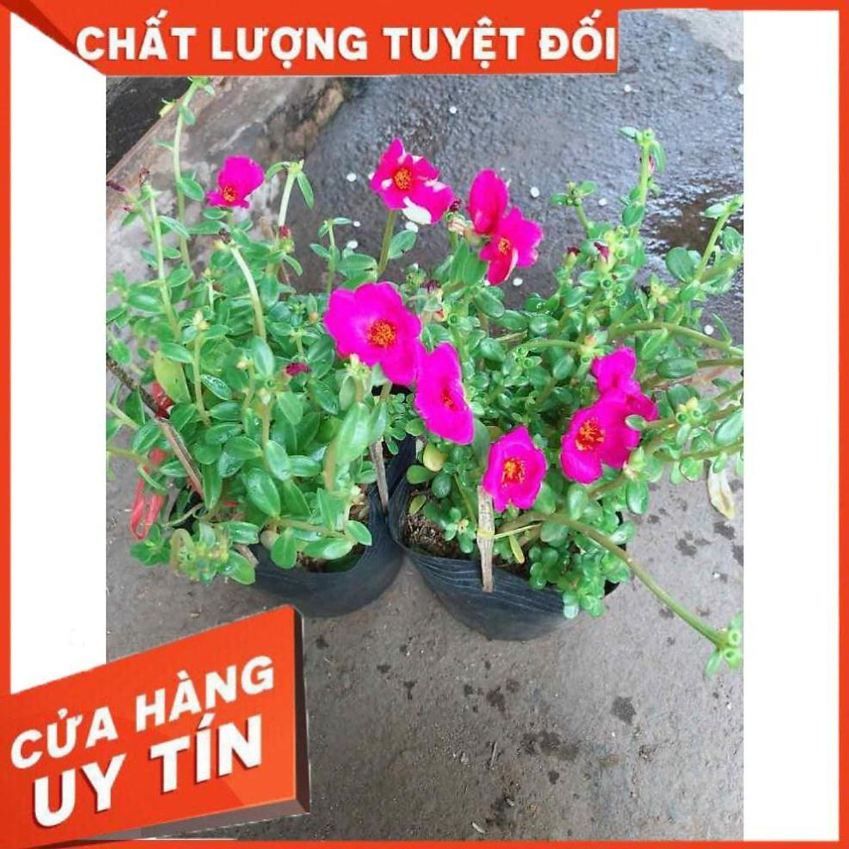 Cây hoa sam Nhiều Người Mua - Cây cảnh