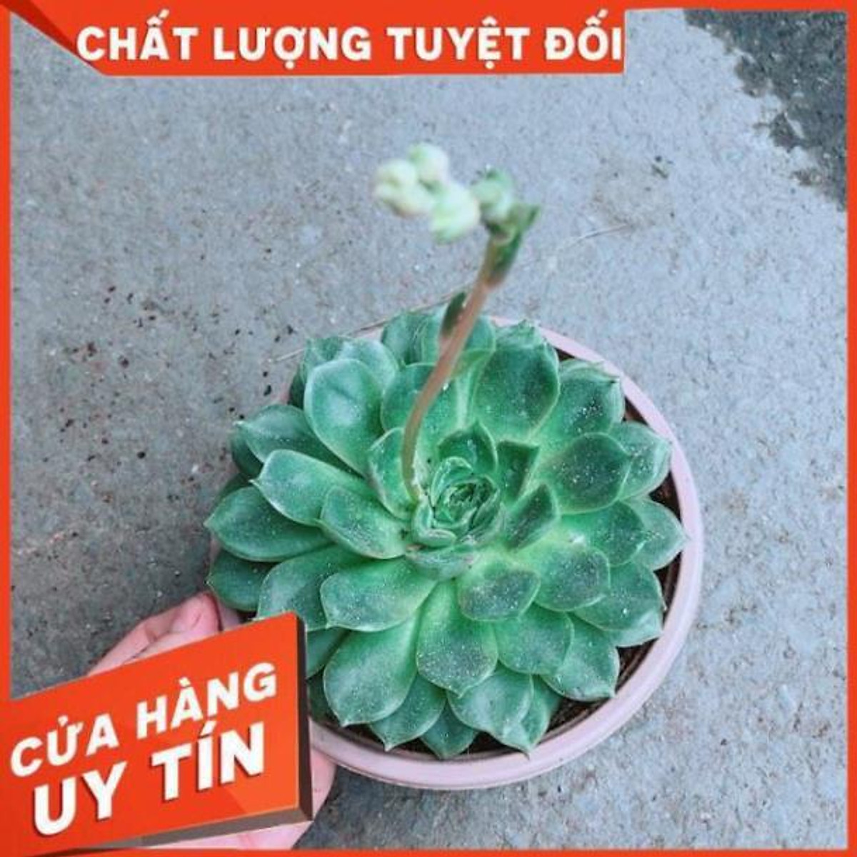 Sen Đá Hoa Hồng Đen - Cây cảnh