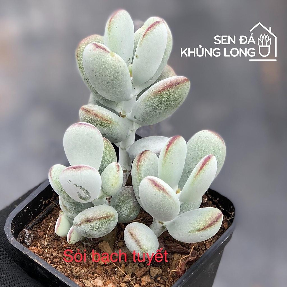 Sen Đá Sỏi Bạch Tuyết - Cotyledon Orbiculata CV - Ngoại thất sân ...