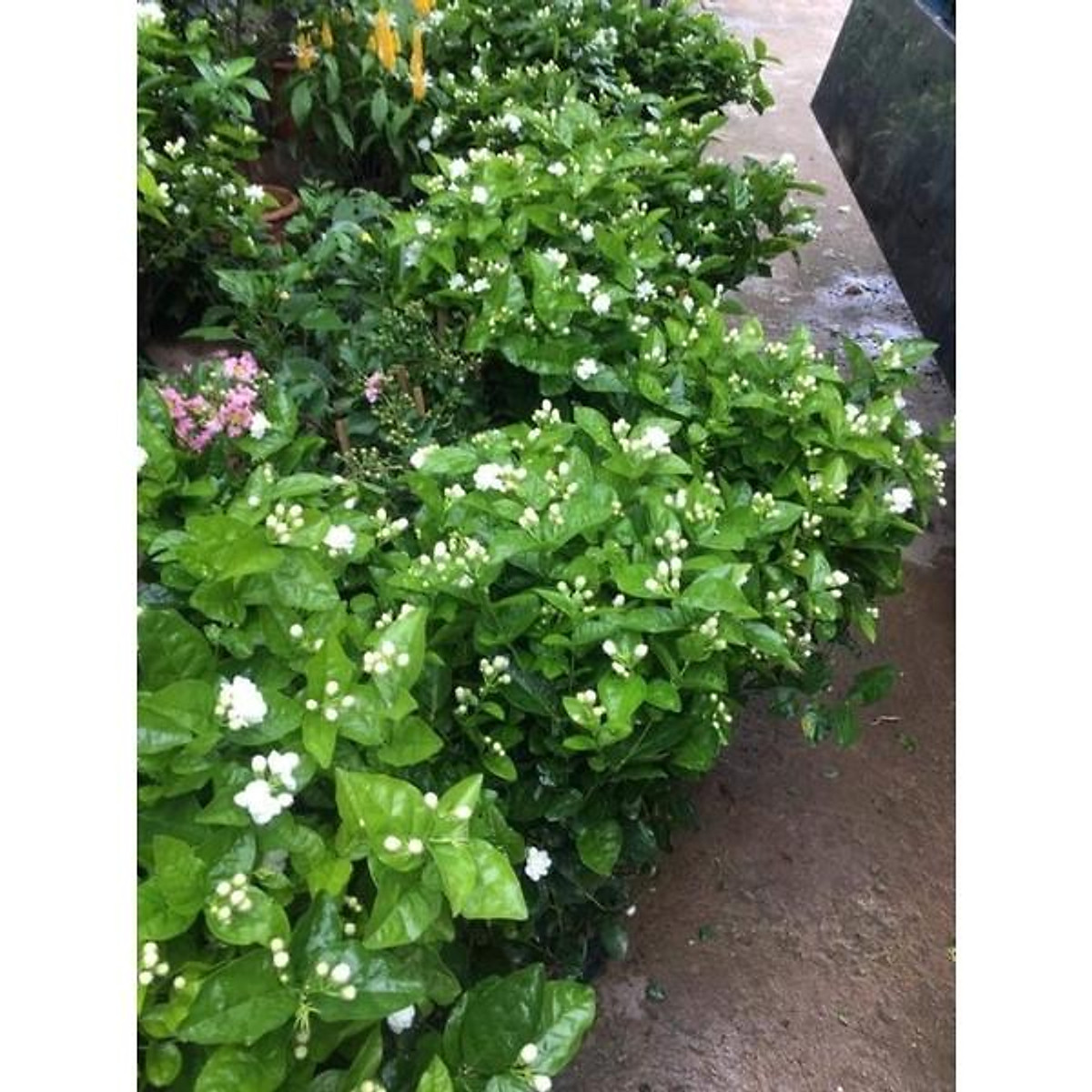 Ý Nghĩa Hoa Nhài Và Những Hình Ảnh Đẹp Về Loài Hoa Thơm Nức Này  TH PHỤNG  THƯỢNG