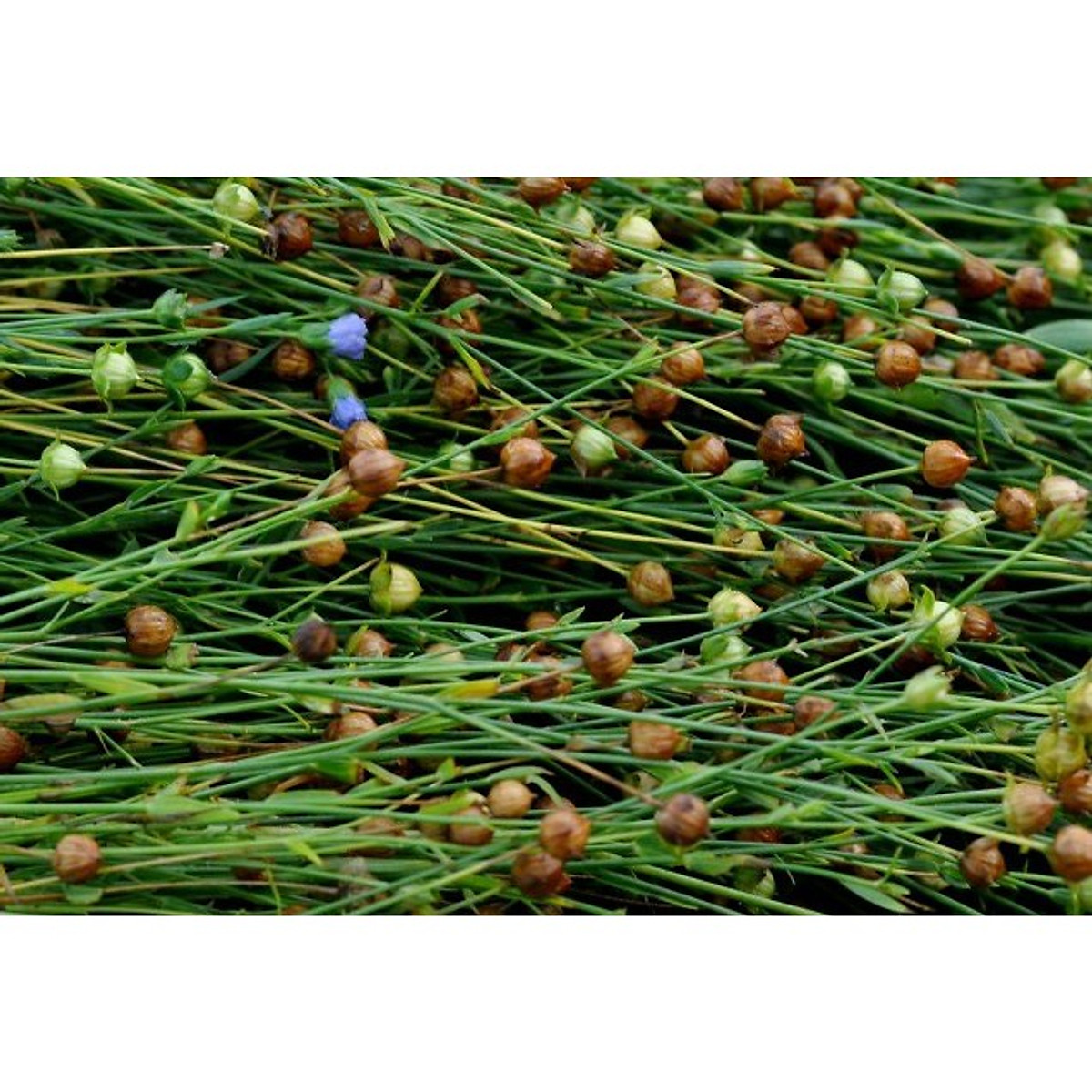 Hạt lanh nâu DK HARVEST (nhập khẩu Canada) - 500g