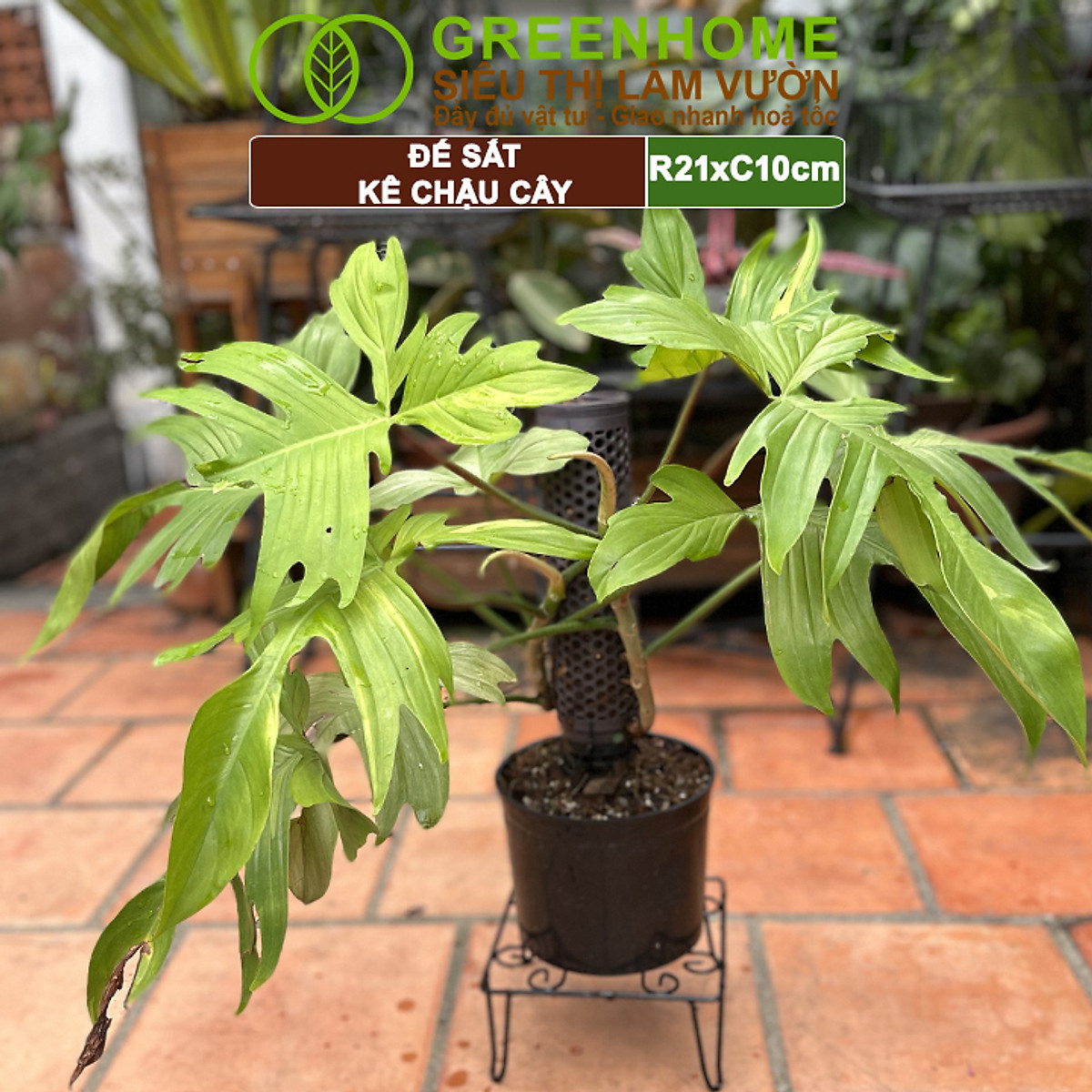 Đế Kê Chậu Cây Greenhome, R21xc10cm, Bằng Sắt Sơn Tĩnh Điện, Màu Đen, Uốn Mỹ Nghệ, Bền, Đẹp, Nhiều Hình Dạng Lựa Chọn
