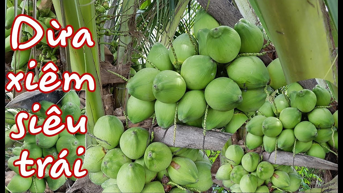 cây giống dừa xiêm lùn siêu trái - Cây cảnh