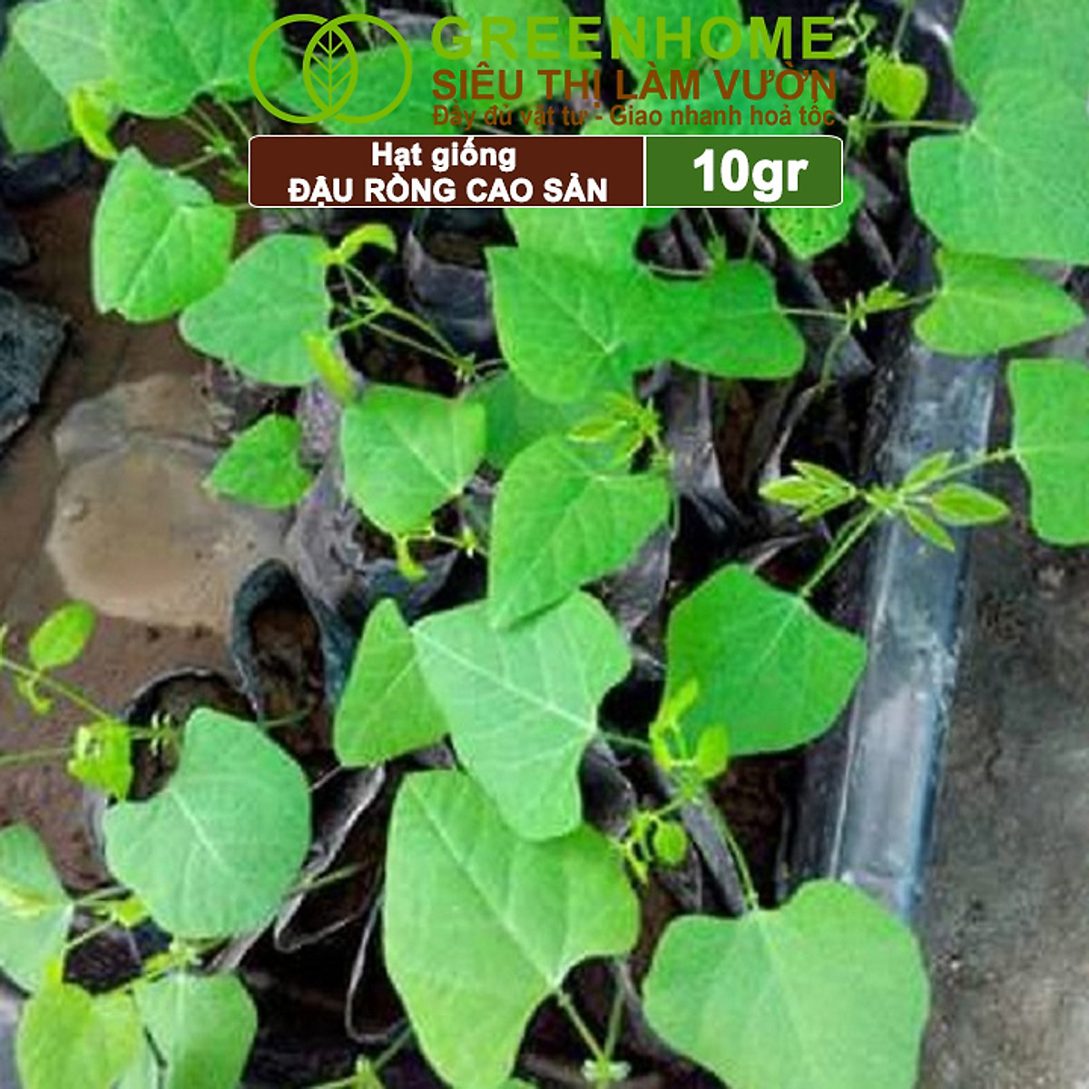 Hạt Giống Đậu Rồng Greenhome, Gói 10gr, Dễ Trồng Quanh Năm, Nảy Mầm Cao, Thu Hoạch Nhanh, Năng Suất Cao T08