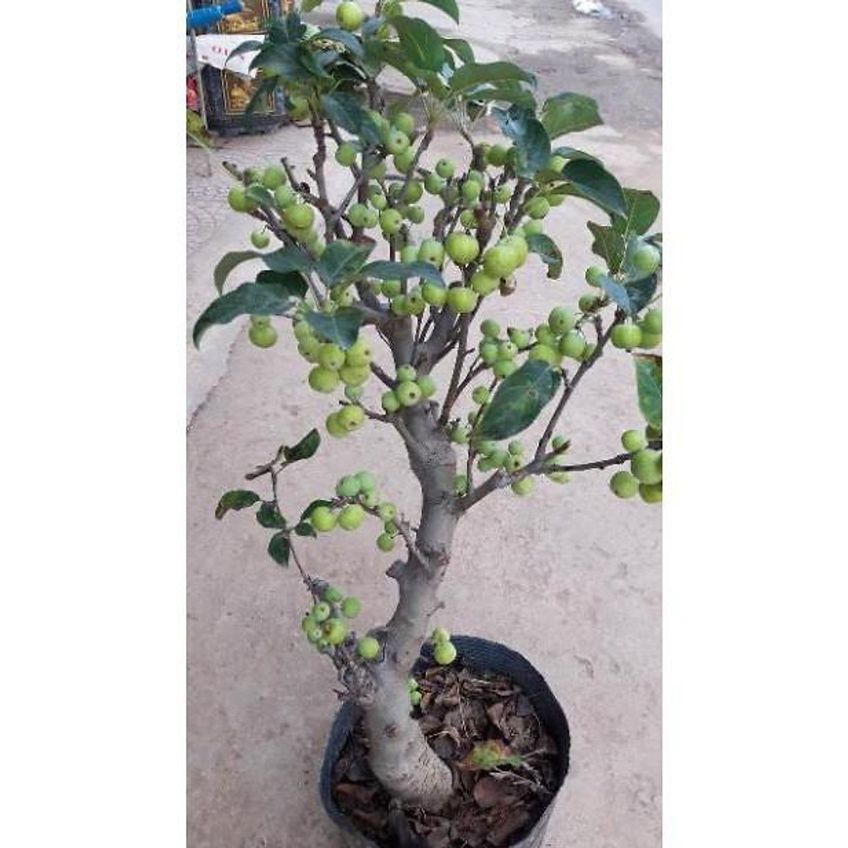 Cây táo xanh bonsai sẵn quả như hình - Cây cảnh