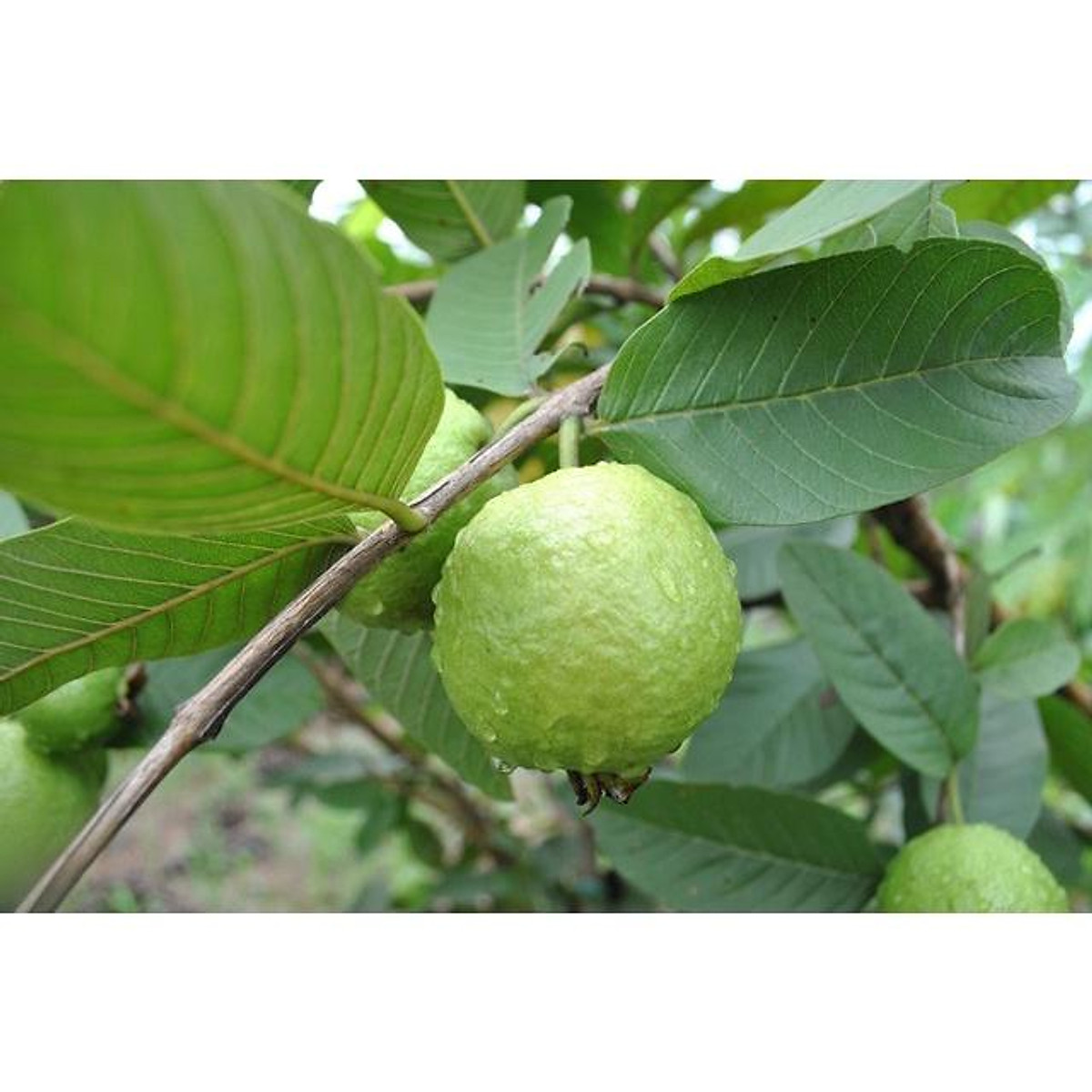 Cây giống Ổi Đông Dư , quả tròn, siêu sớm. . [RẺ HƠN HOÀN TIỀN]