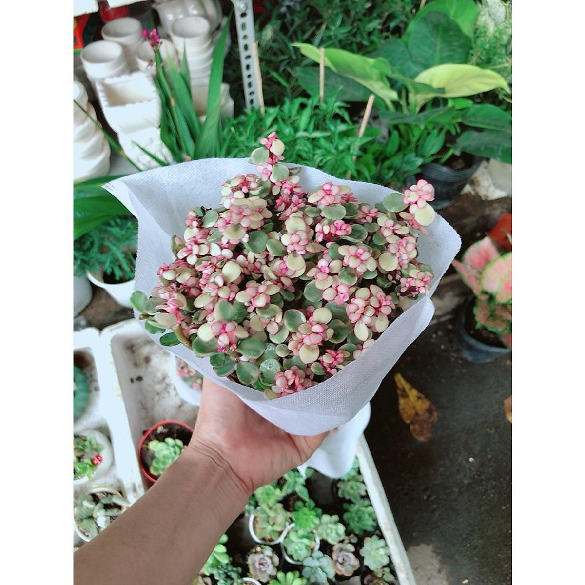 Mua Sen Đá Đô La Hồng Trắng tại Vườn Cây An Nhiên Mua Sen Đá Đô La Hồng Trắng Tại Vườn Cây An Nhiên