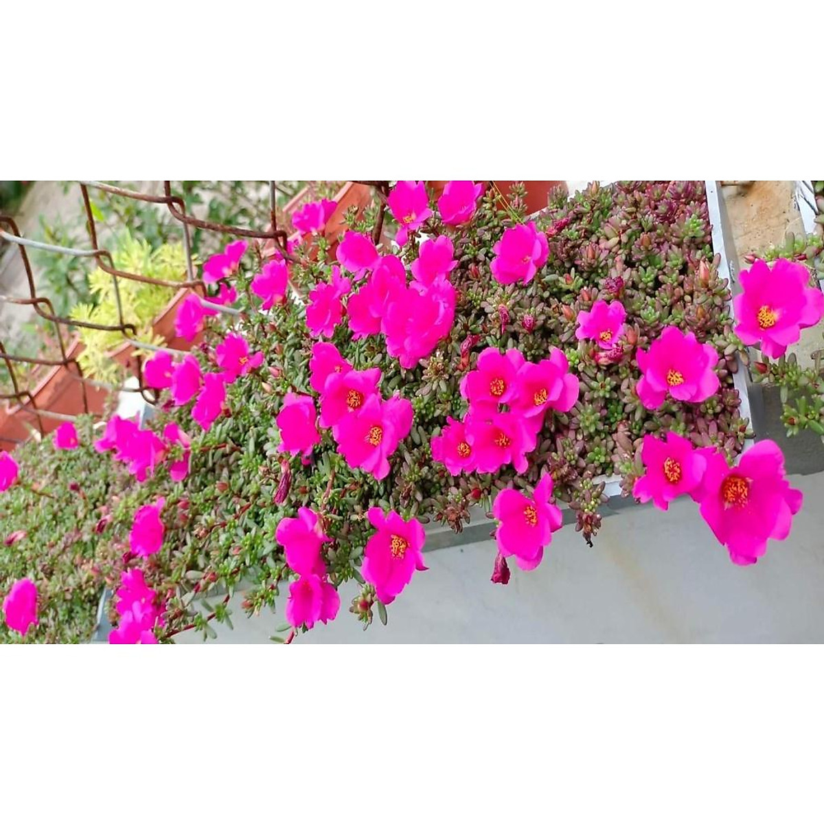 Bonsai hoa mười giờ Cách trồng chăm sóc hình ảnh đẹp nhất