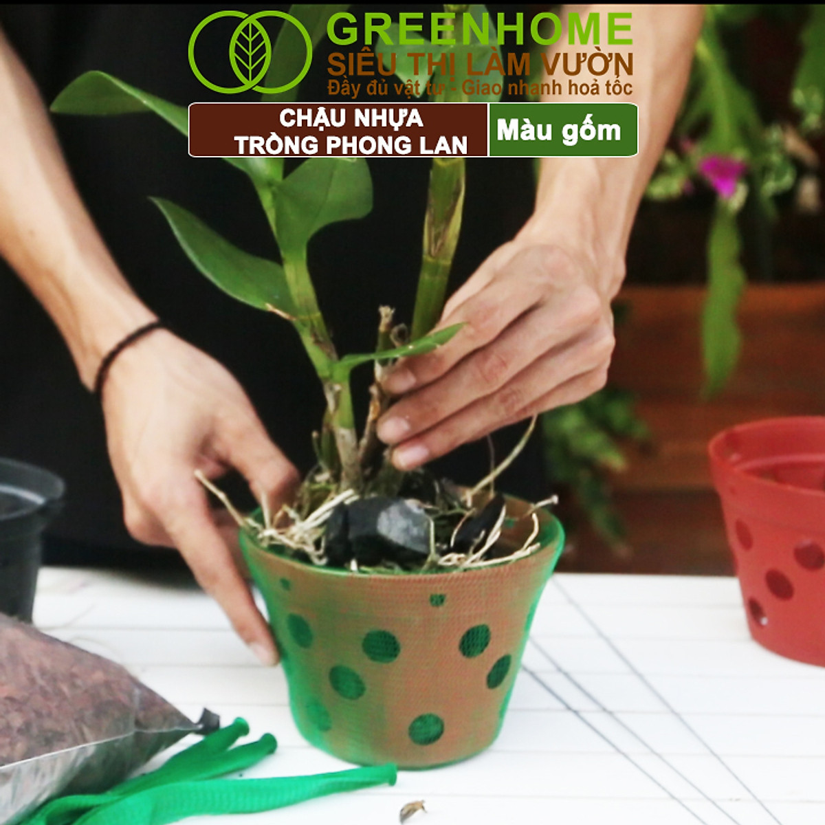 Chậu Trồng Lan Greenhome, R15xC10cm, Nhựa Màu Gốm, Bền, Đẹp, Chống Rơi Vỡ, Thoáng Rễ, Giá Thành Tốt