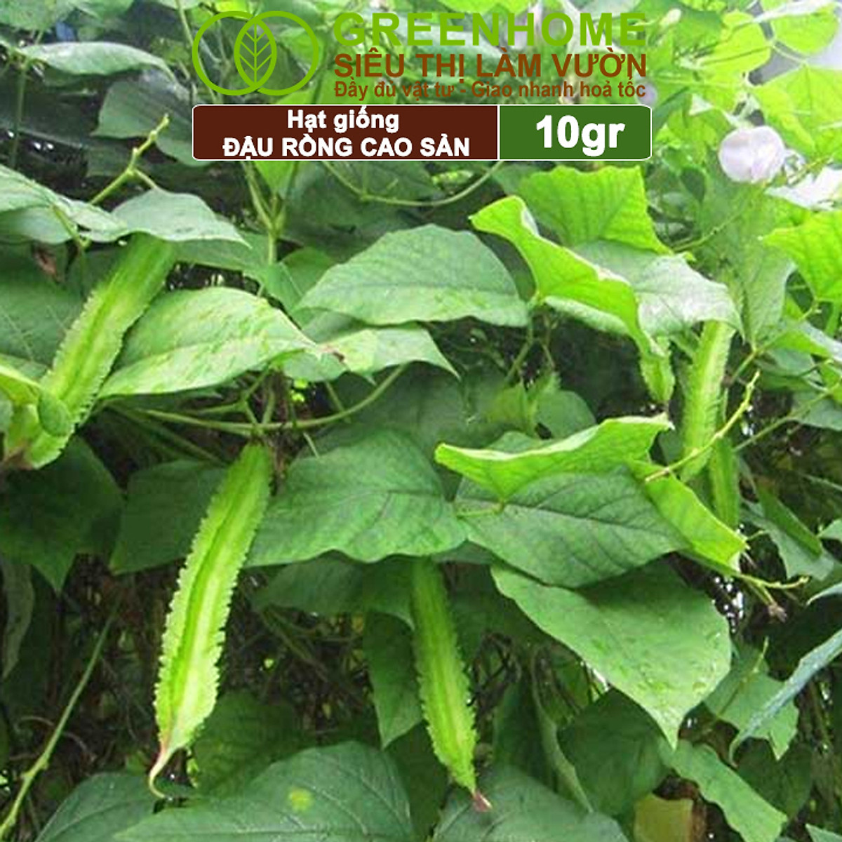 Hạt Giống Đậu Rồng Greenhome, Gói 10gr, Dễ Trồng Quanh Năm, Nảy Mầm Cao, Thu Hoạch Nhanh, Năng Suất Cao T08