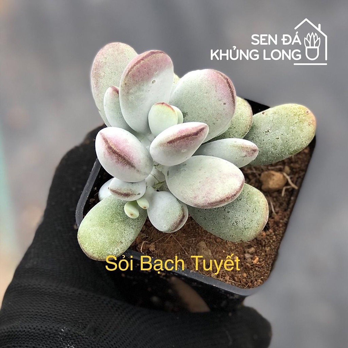 Sen Đá Sỏi Bạch Tuyết - Cotyledon Orbiculata CV - Ngoại thất sân ...