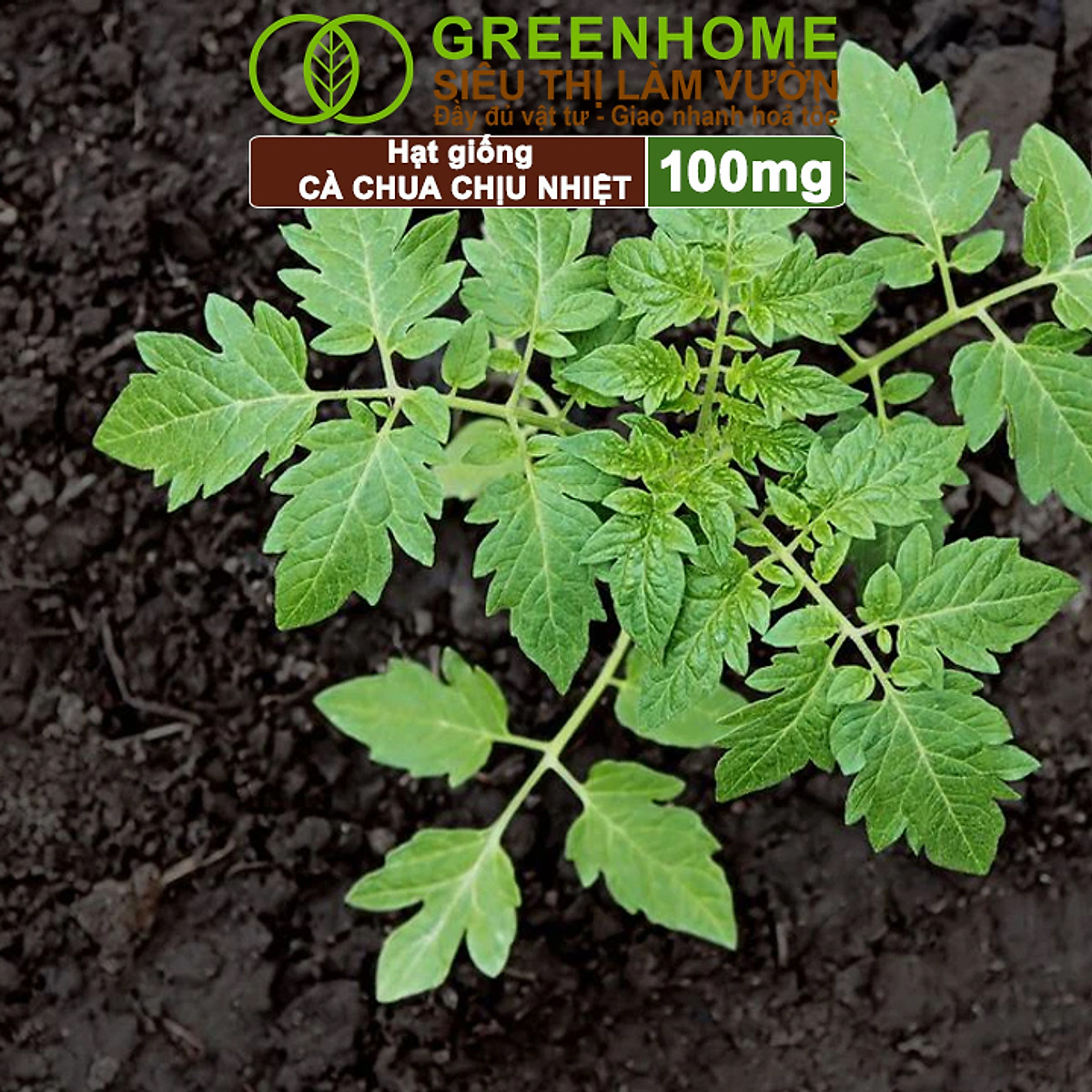 Hạt Giống Cà Chua Greenhome, Gói 0.1gr, Chịu Nhiệt, Trồng Chậu, Ra Nhiều Quả, Cây Sinh Trưởng Nhanh T15