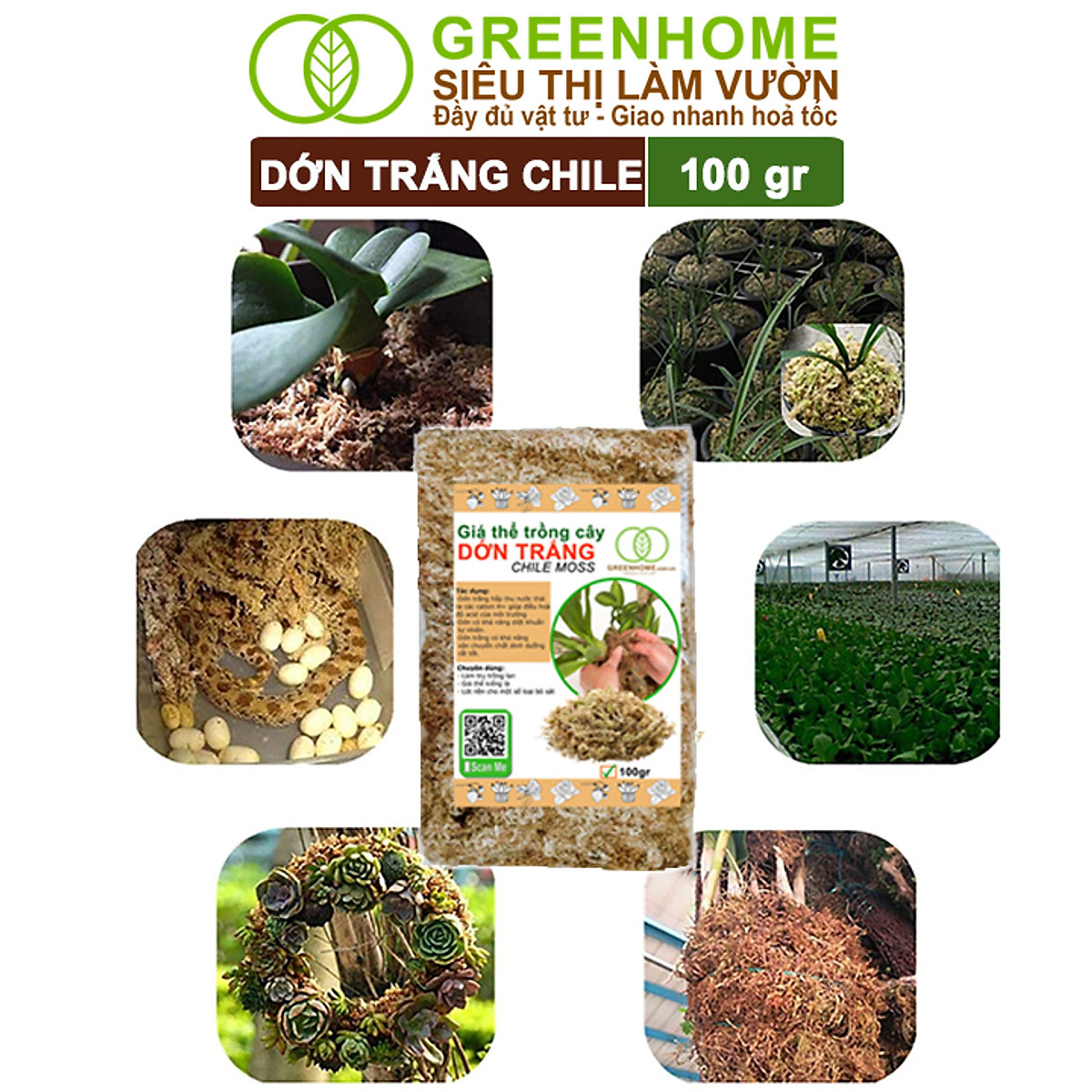 Dớn Trắng Chile Greenhome, Newzita, Gói 100gr, Đã Qua Xử Lý, Giá Thể, Giữ Ẩm Tốt, Kháng Khuẩn Tự Nhiên, Trồng Lan, Kiểng