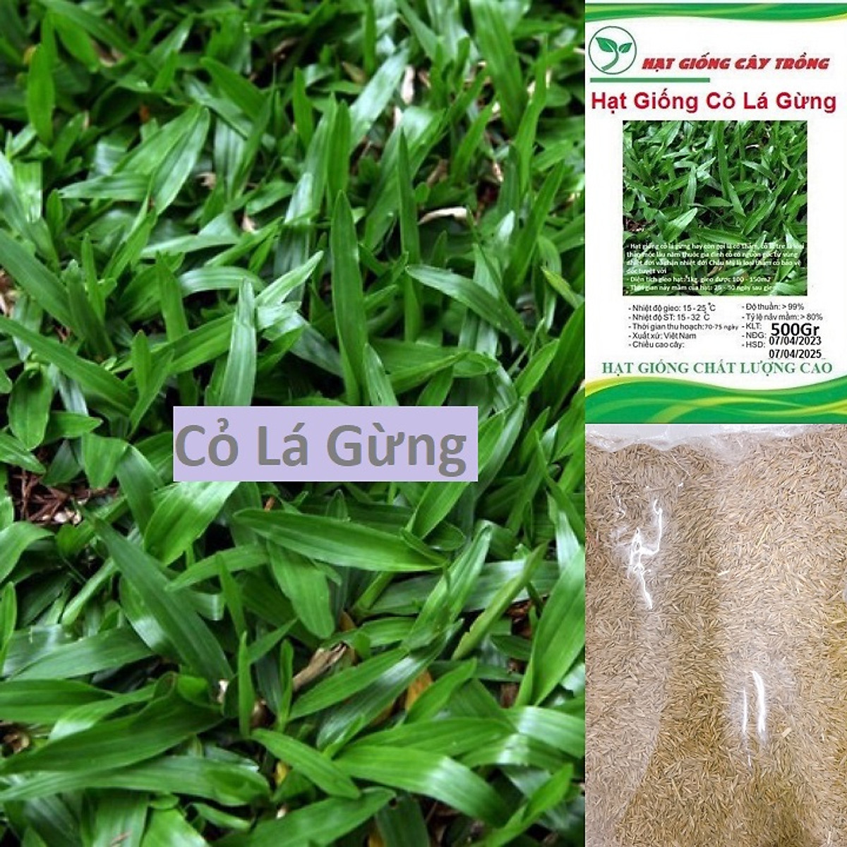 100Gr - Hạt Giống Cỏ Lá Gừng - Cỏ Lá Tre 4 Mùa Làm Thảm Cỏ - Siêu Nảy