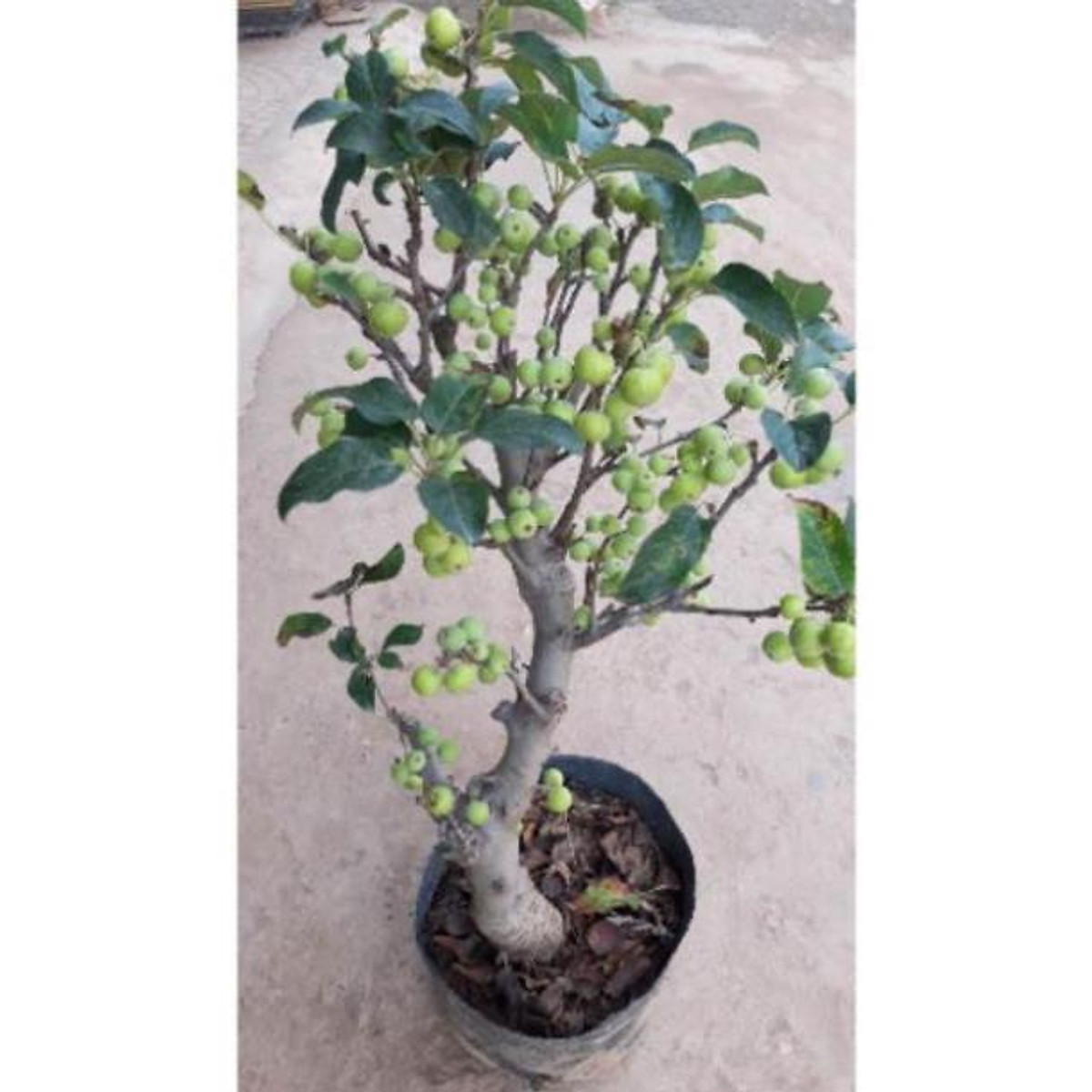 Cây táo xanh bonsai sẵn quả như hình - Cây cảnh