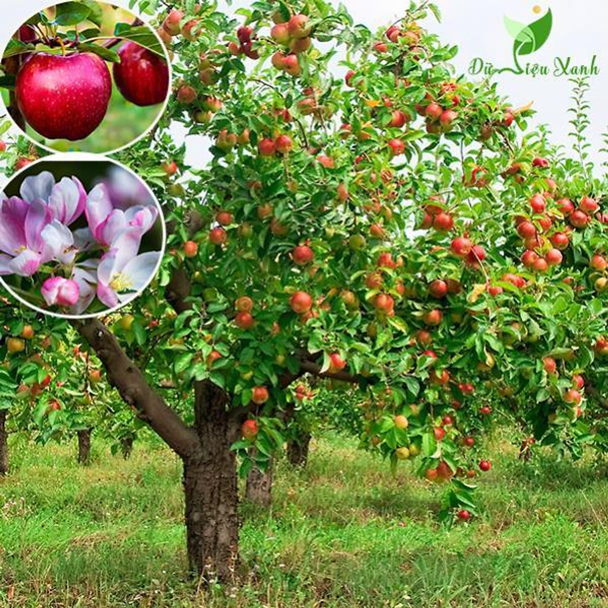 Cây táo nhập khẩu, Cây Táo Rockit, siêu quả giống nhập - Cây cảnh