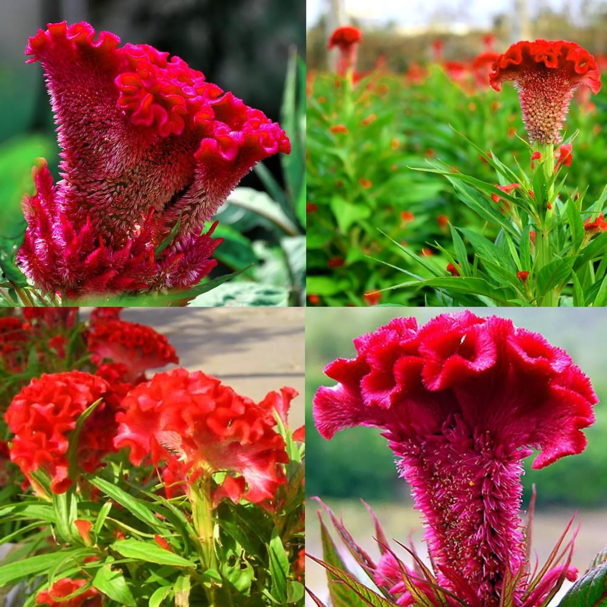 Cây Giống Hoa Mào Gà Búa