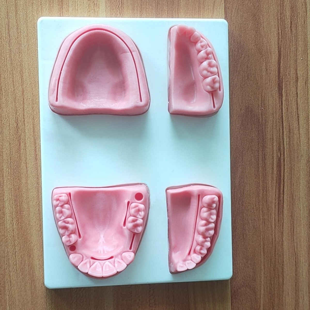 Modello Anatomico Di Mascella - SS - 101 - Selmodels SL - Di Canale - Foto 9