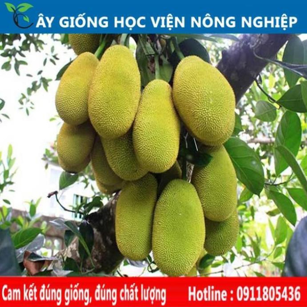 Sản phẩm Cây Ăn Trái mít nghệ siêu ngọt - Cây cảnh