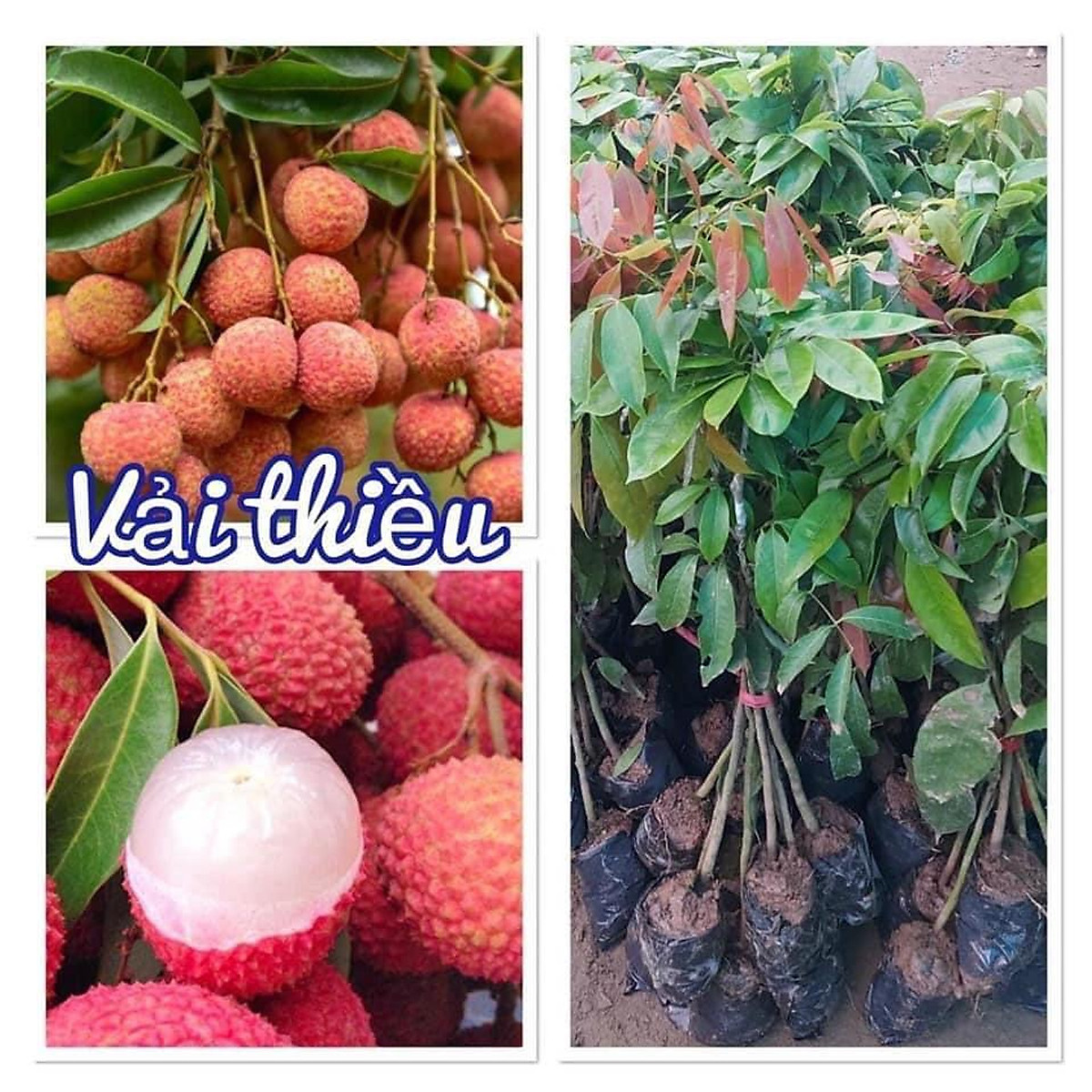 Cây giống Vải Thiều siêu trái. [ CÂY GHÉP CHO QUẢ SỚM ] [J&T]