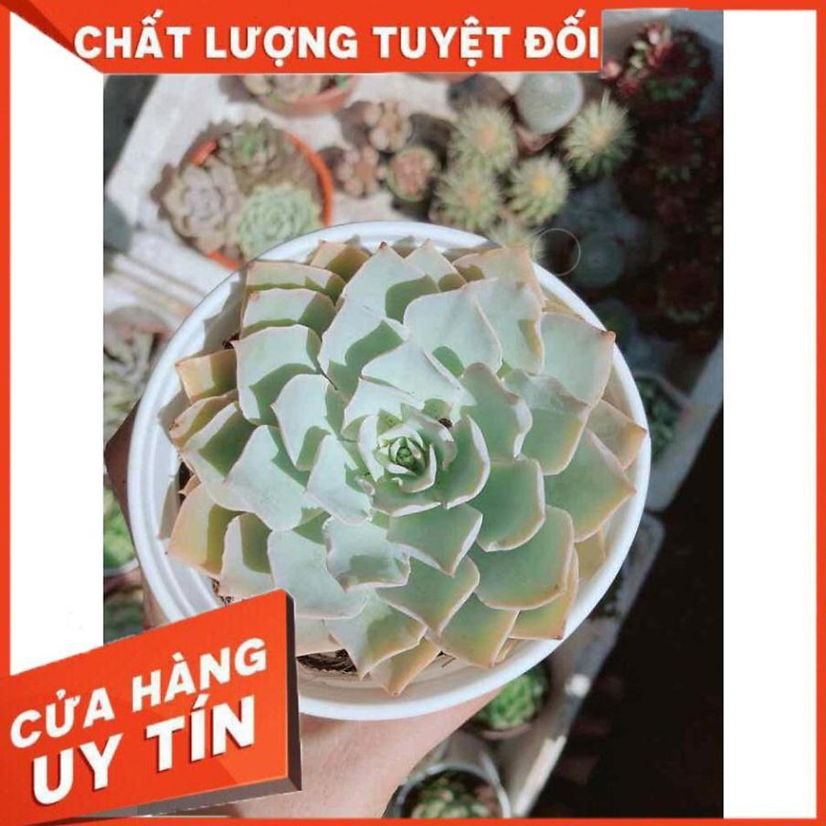 Sen đá đủ mẫu đồng giá 40k (được lựa mẫu) Nhiều Người Mua