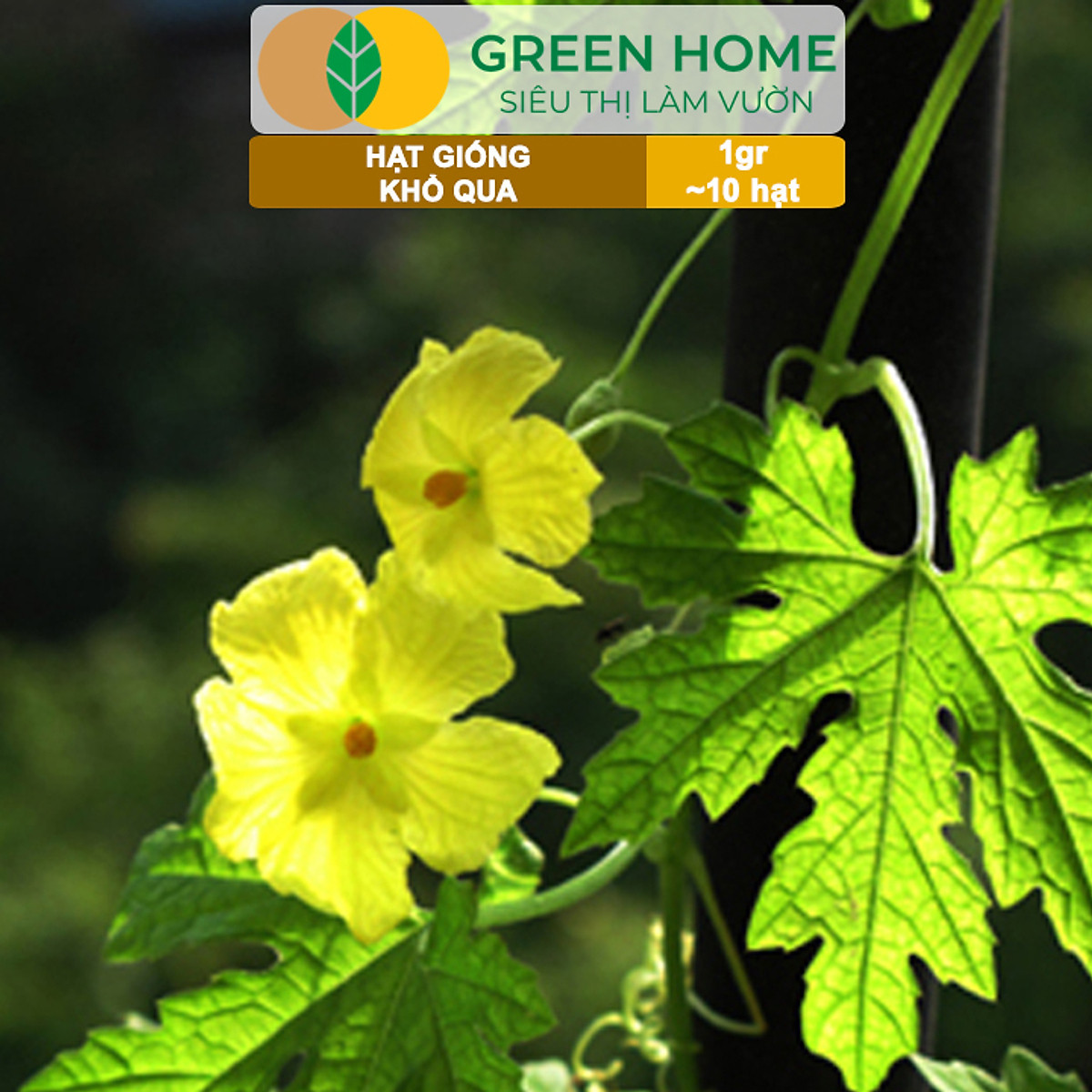Hạt Giống Khổ Qua Greenhome, Gói 1gr~10 hạt, Dễ Trồng Quanh Năm, Nảy Mầm Cao, Thu Hoạch Nhanh, Năng Suất Cao T05