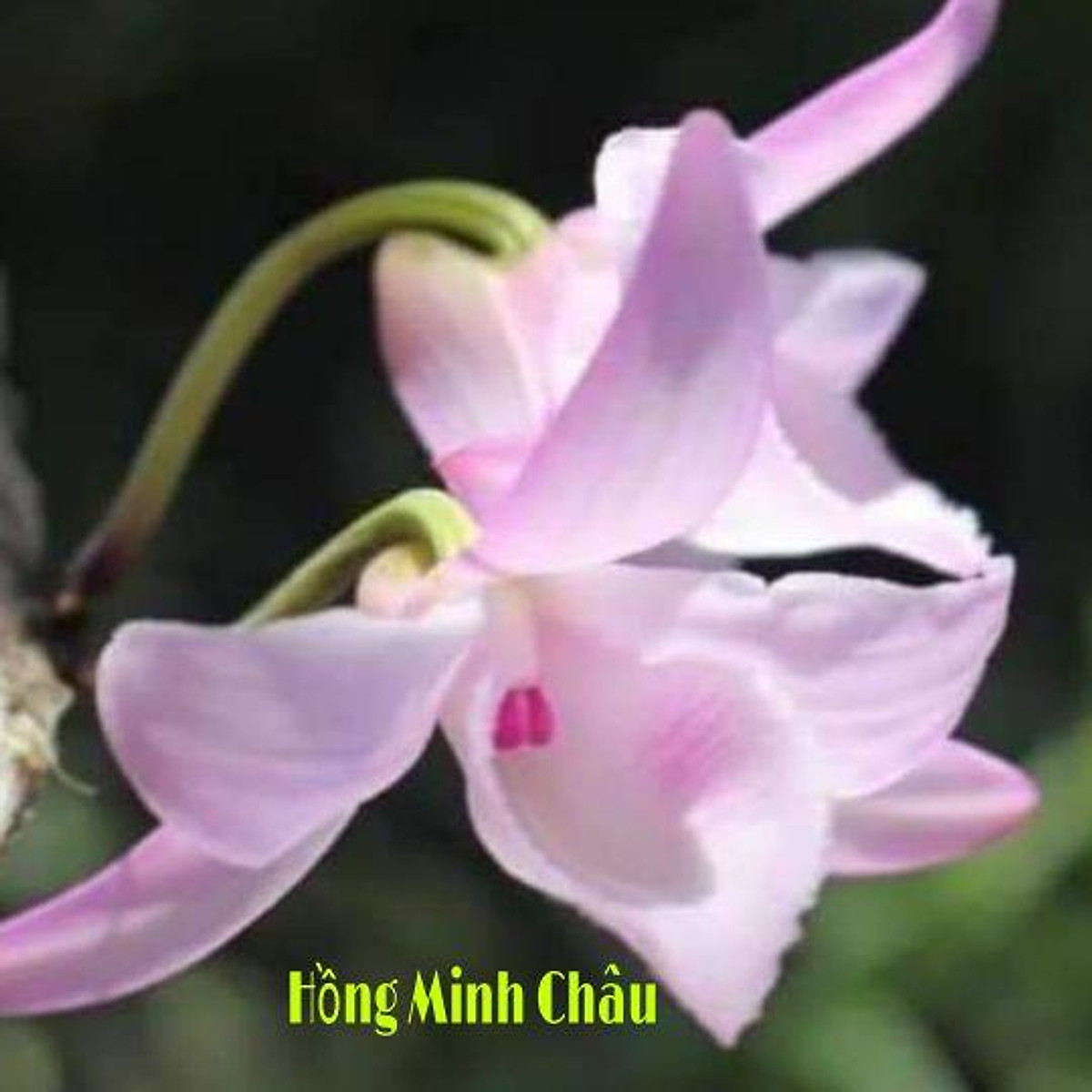 Chậu Hoa Lan Phi Điệp Hồng Minh Châu Cây Giống Cấy Mô Siêu Đẹp Cây Cực Đẹp | Shop Hoa Cây Cảnh Thế Anh | Tiki