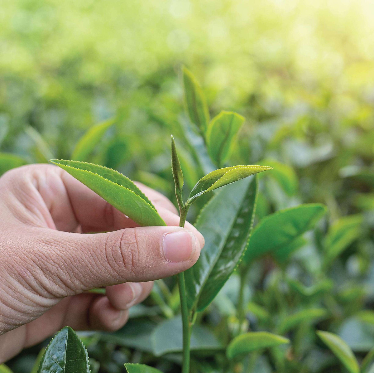 Trà Oolong Kim Tuyên Cầu Đất - Hộp 100 g DalatFarm