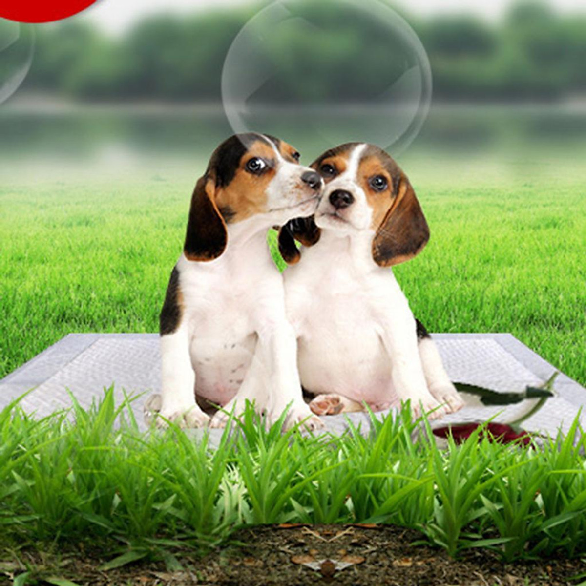 Dog Pee Pads Potty Puppy Training Indoor Outdoor Potty Toilet Pet Mat ...