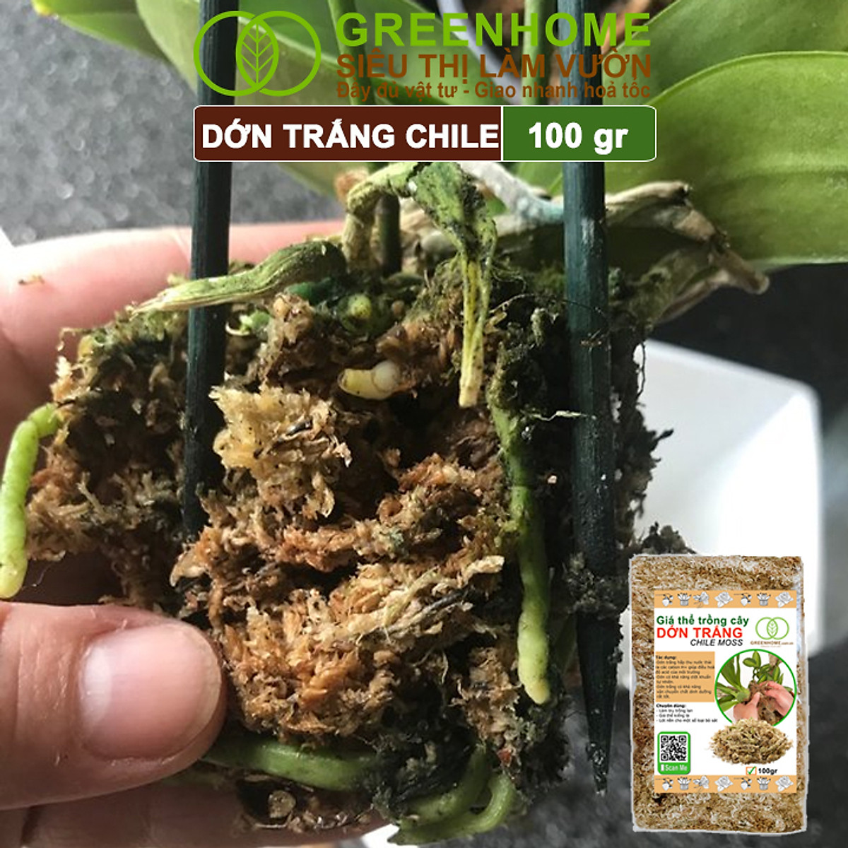 Dớn Trắng Chile Greenhome, Newzita, Gói 100gr, Đã Qua Xử Lý, Giá Thể, Giữ Ẩm Tốt, Kháng Khuẩn Tự Nhiên, Trồng Lan, Kiểng