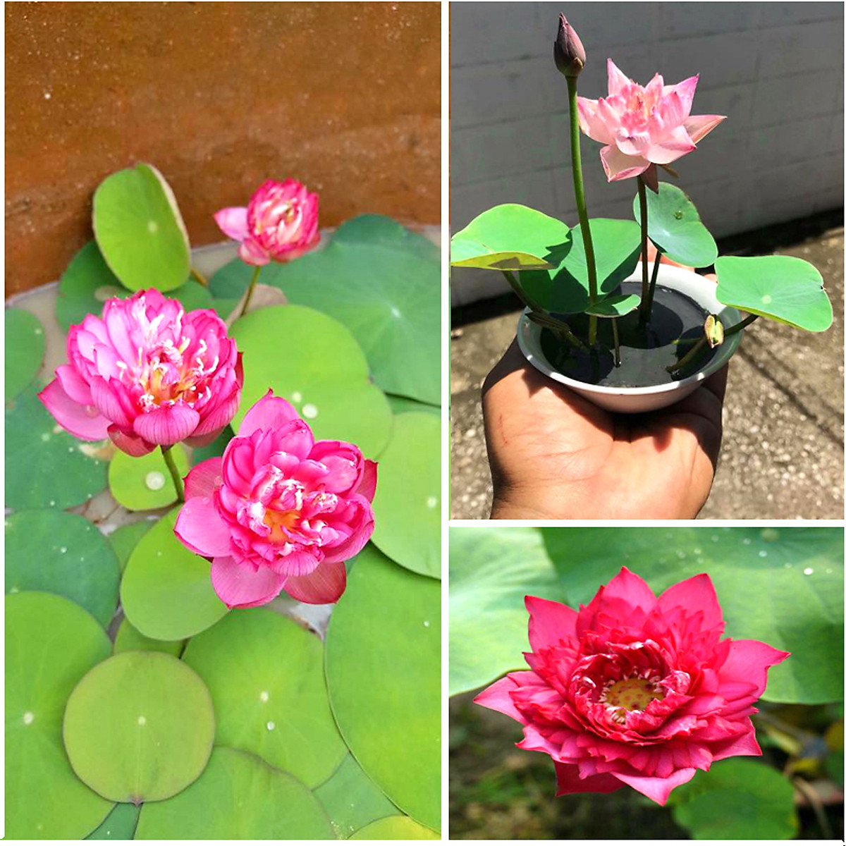 Hạt giống Hoa Sen Mini Nhật ( Màu Ngẫu Nhiên ) - Nông Sản Vàng