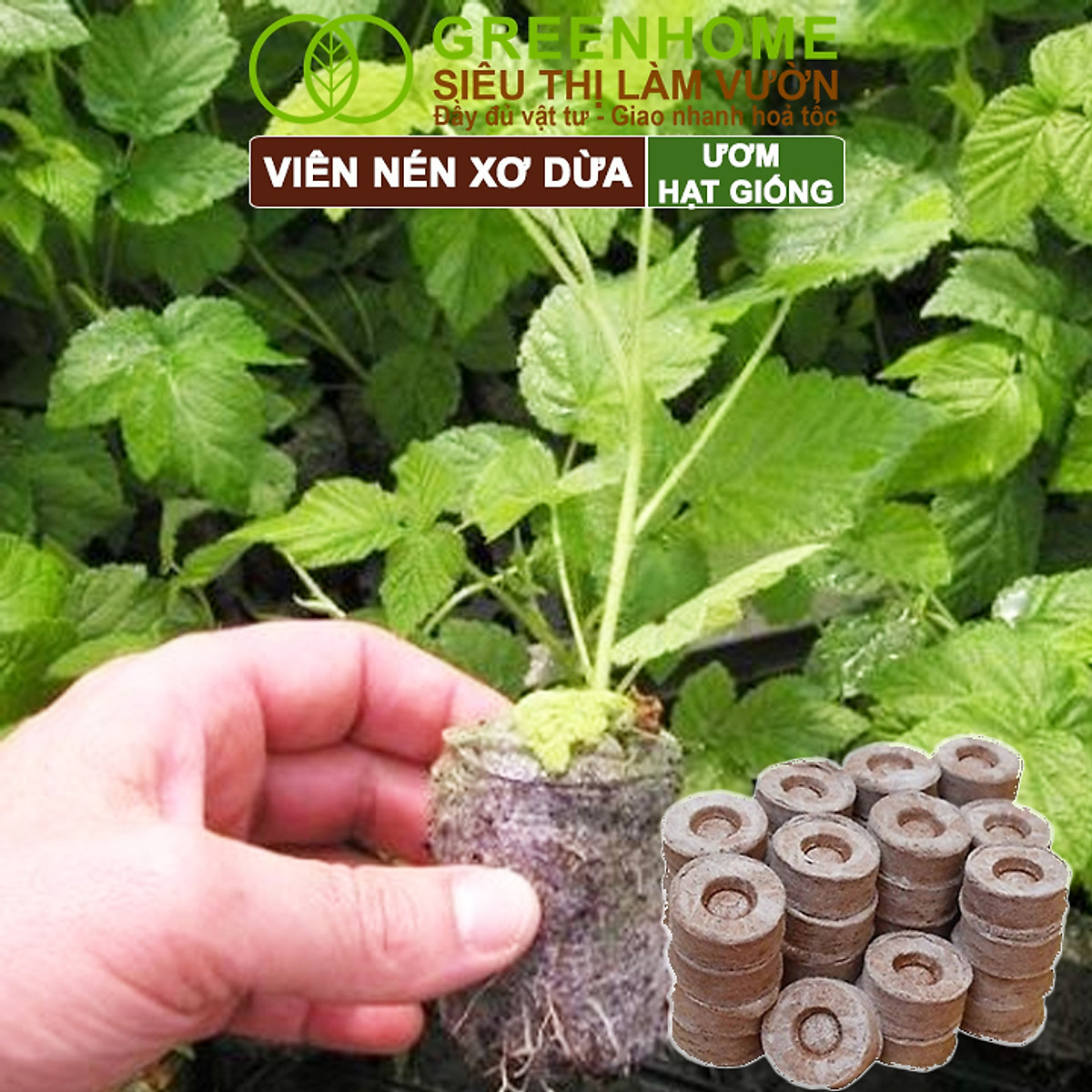Viên Nén Xơ Dừa Greenhome, Ươm Hạt Giống, Ươm Cây Con Tiện Lợi, Đầy Đủ Dinh Dưỡng, Cây Phát Triển Nhanh