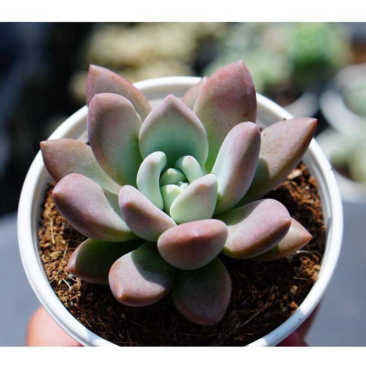 Sen đá sỏi hồng