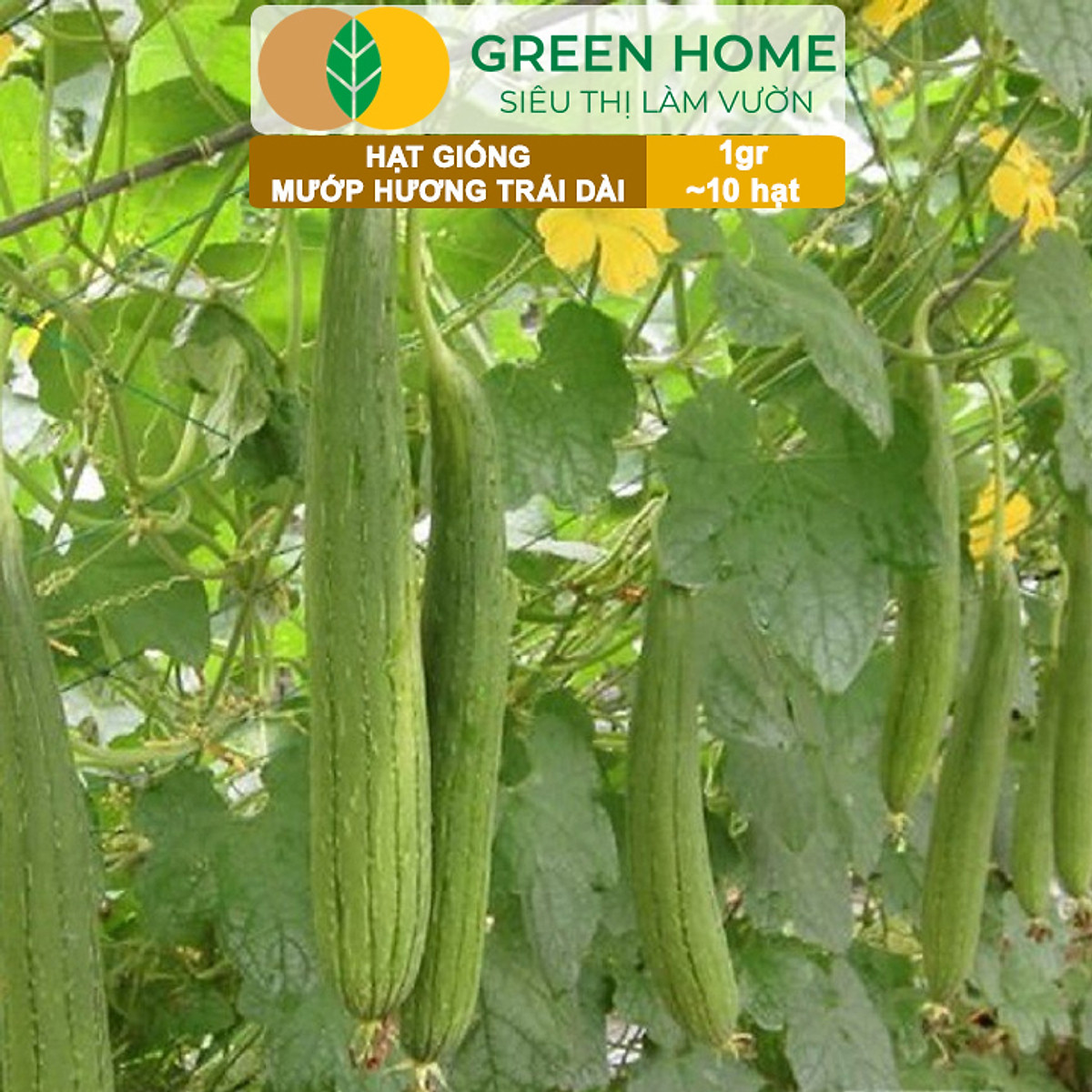 Hạt Giống Mướp Hương Greenhome, Gói 1gr~10 Hạt, Dễ Trồng Quanh Năm, Nảy Mầm Cao, Thu Hoạch Nhanh, Năng Suất Cao T16