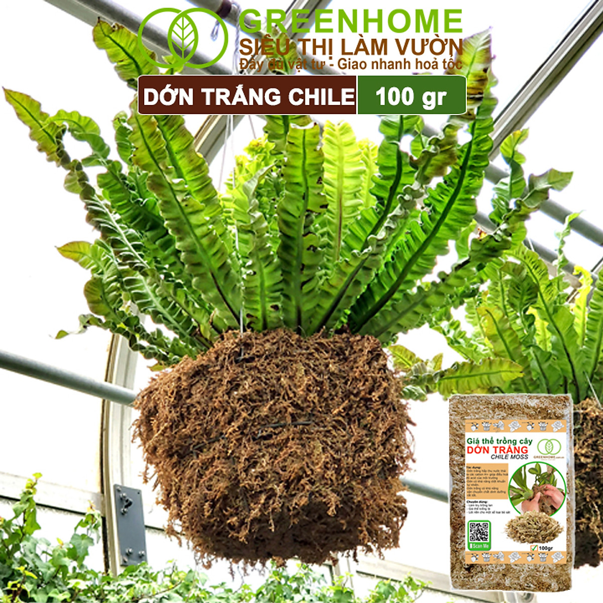 Dớn Trắng Chile Greenhome, Newzita, Gói 100gr, Đã Qua Xử Lý, Giá Thể, Giữ Ẩm Tốt, Kháng Khuẩn Tự Nhiên, Trồng Lan, Kiểng