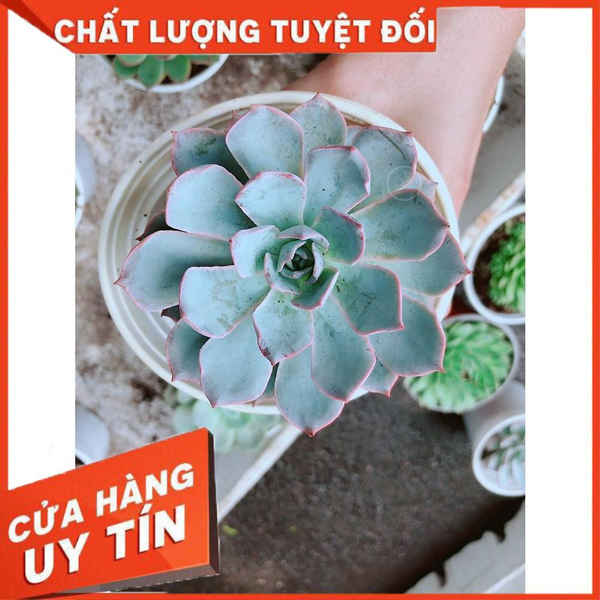 Sen Đá Hồng Phấn Nhiều Người Mua - Cây cảnh